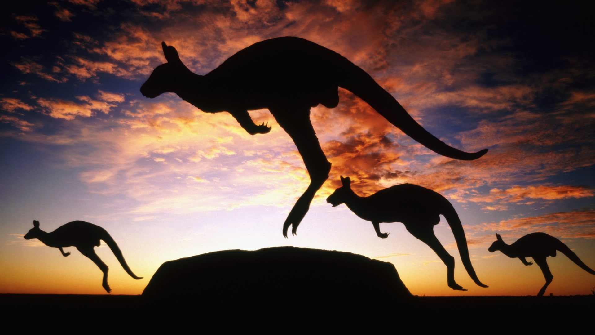 Australia, Twilight, Kangaroo, 1080P, HD Wallpaper