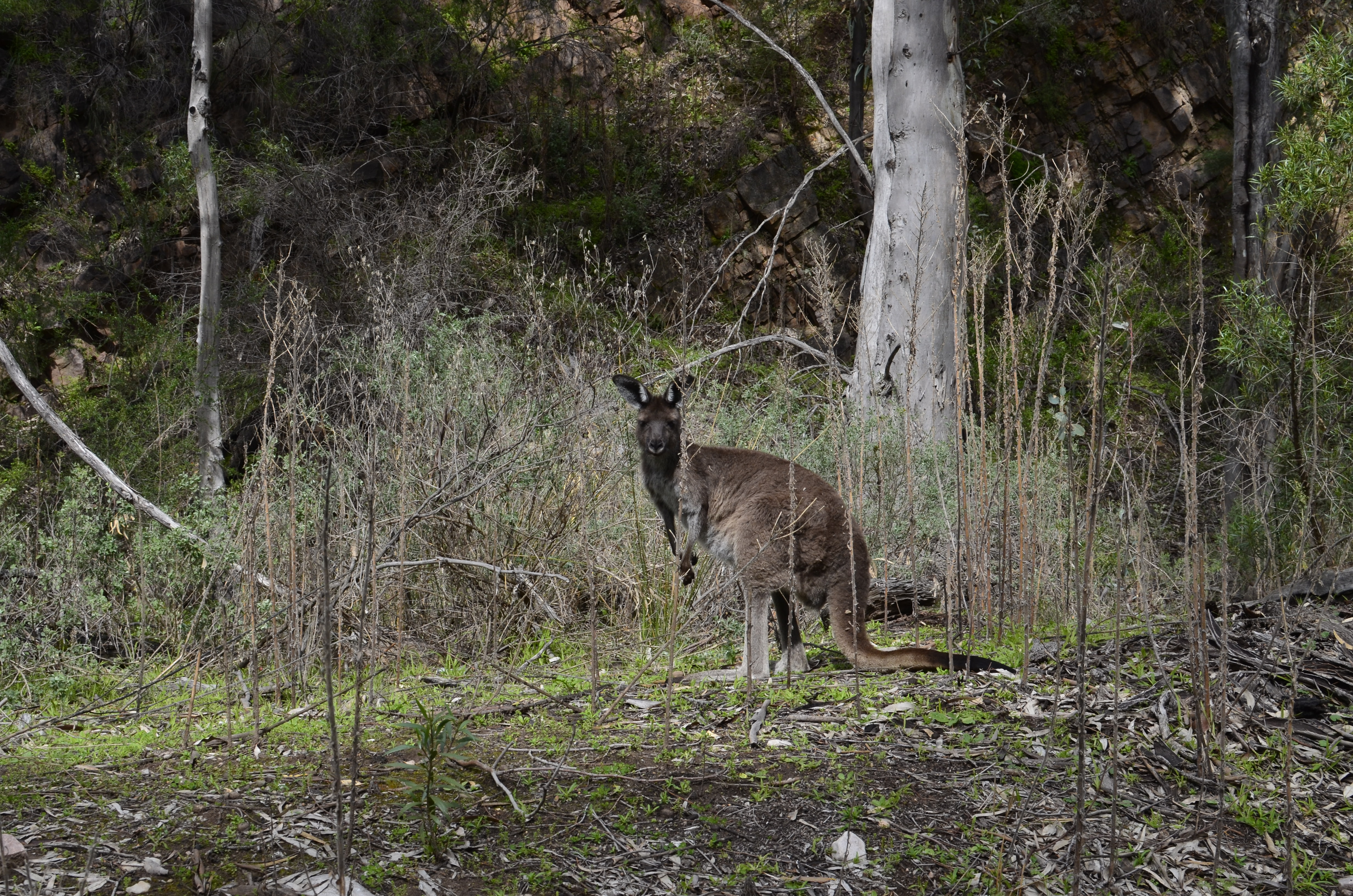 outdoors, land, nature, day, trunk, one animal, no people, wallaby, 4K, forest, animal themes, animal, mammal, animal wildlife, tree trunk, tree, vertebrate, HD Wallpaper
