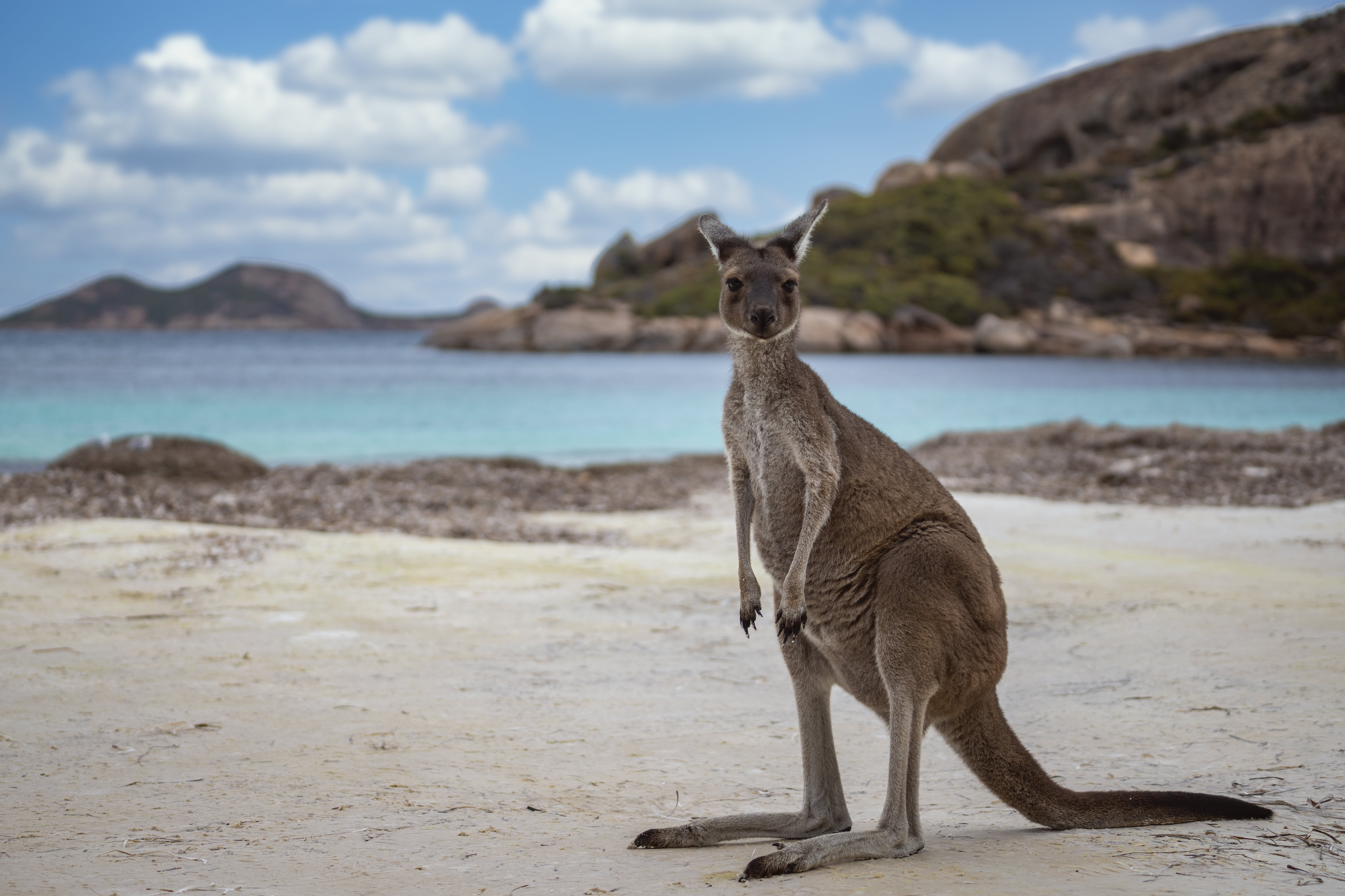 5K, Cape Le Grand National Park, Kangaroo, Western Australia, Lucky Bay, HD Wallpaper