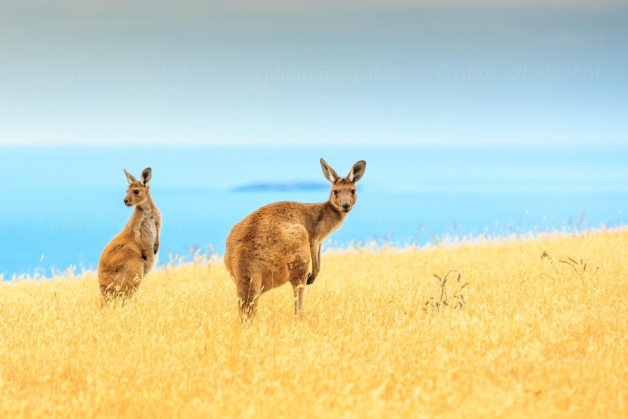 blue, kangaroo, field, sea, horizon, wildlife, island, the sky, 1080P, HD Wallpaper