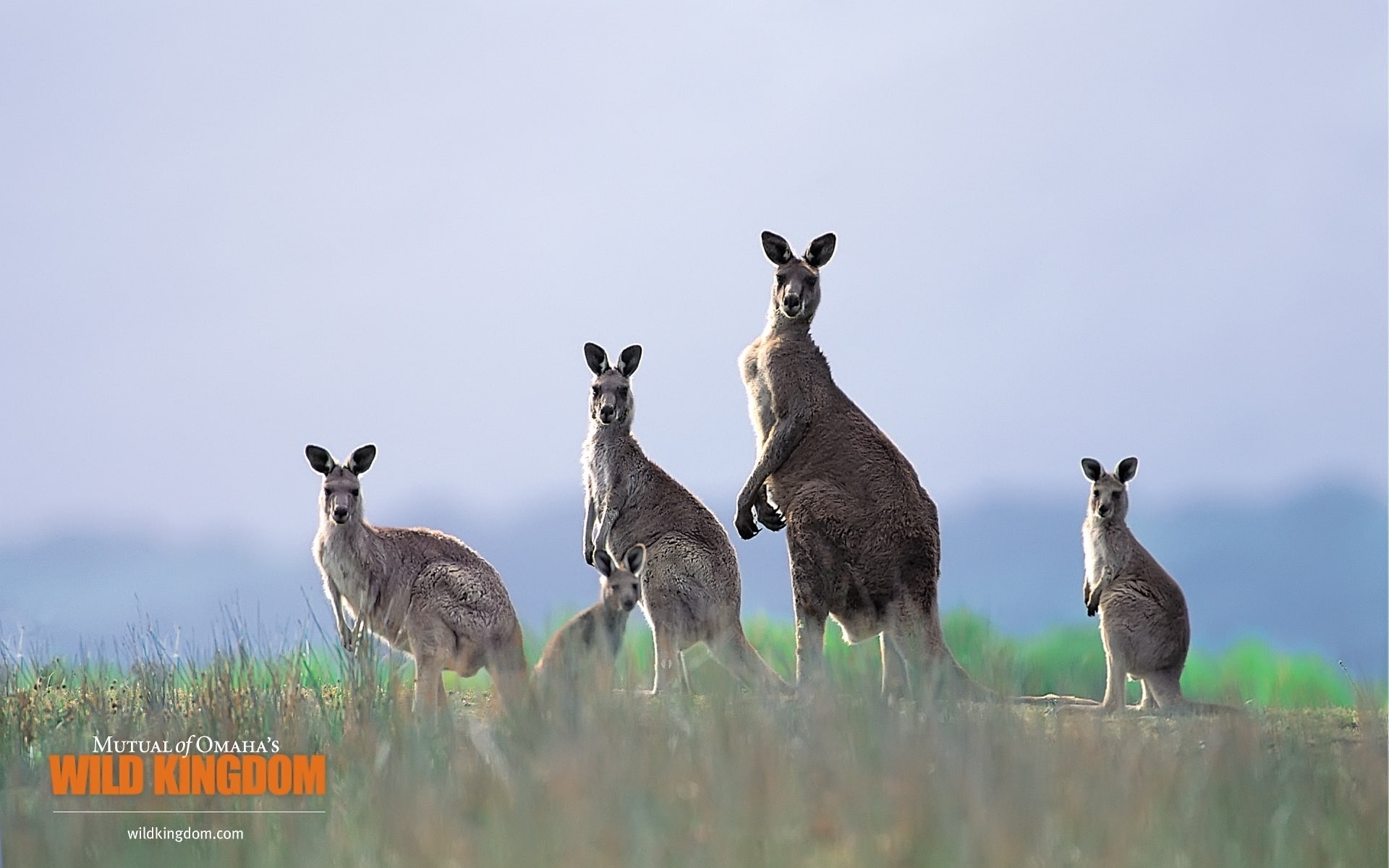 kangaroos, 1080P, HD Wallpaper