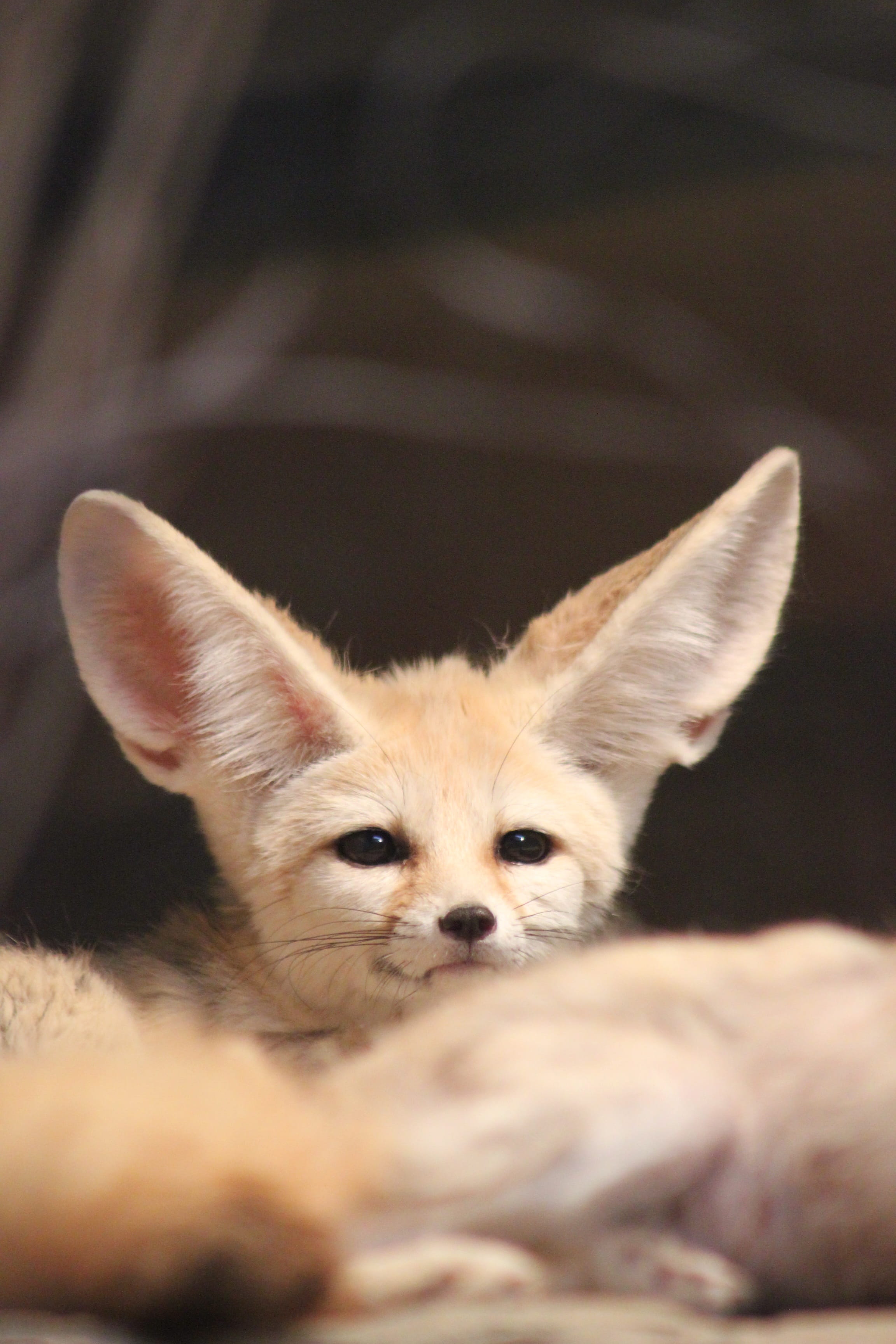 ears, no people, domestic, pets, relaxation, 2K, animal body part, desert fox, portrait, zoo, indoors, mammal, fuchs, domestic animals, fennec fox, cute, Phone HD Wallpaper