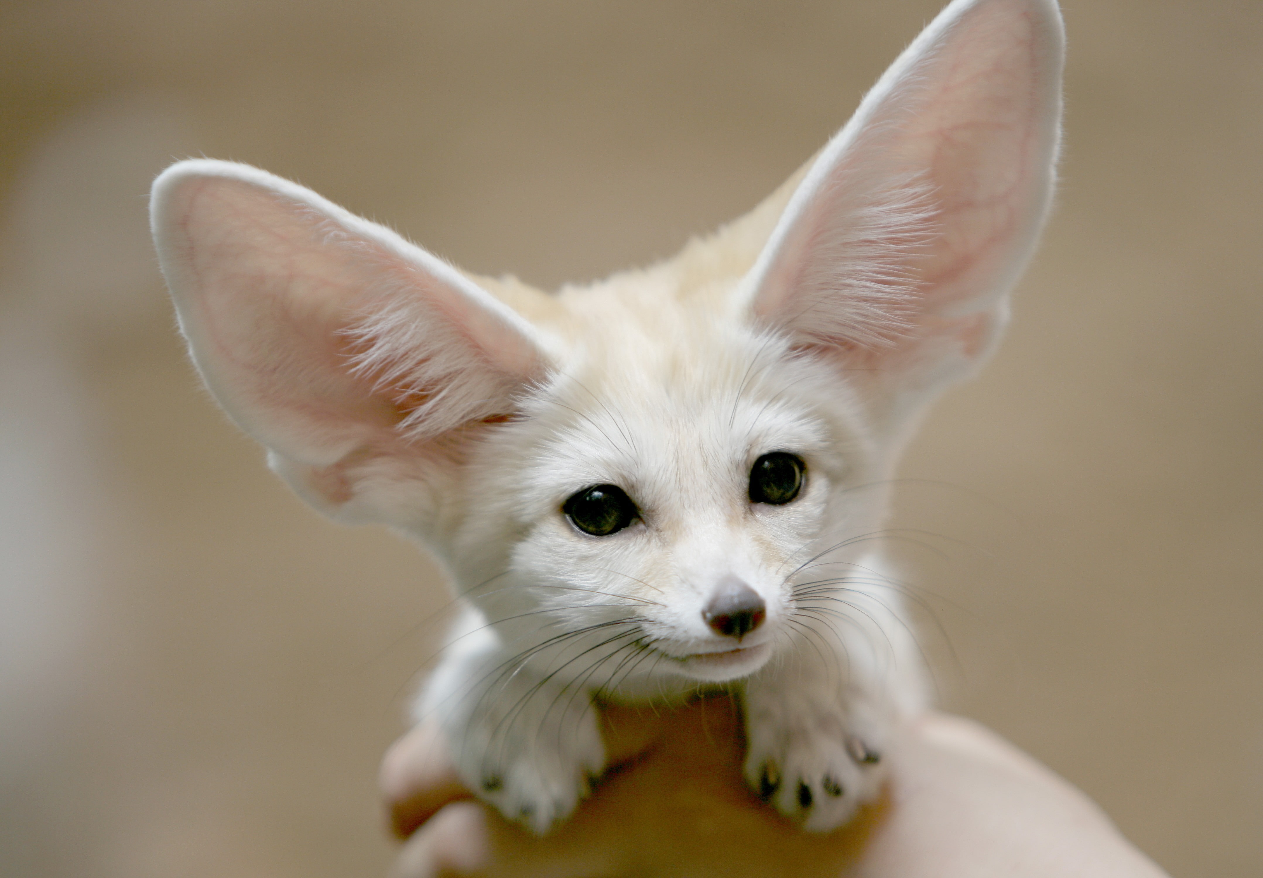 fox, animals, fennec, 4K, HD Wallpaper