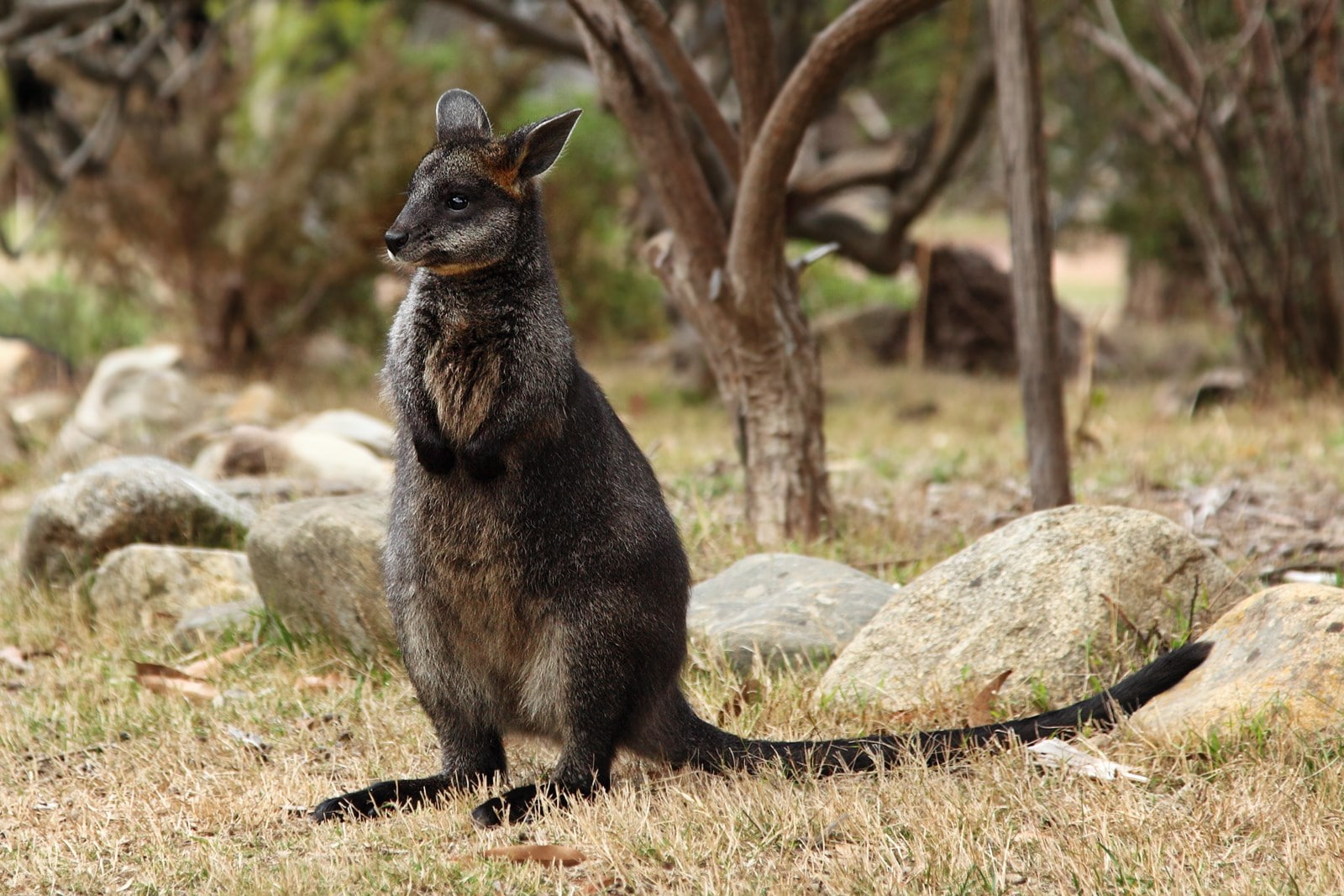 focus on foreground, solid, land, vertebrate, herbivorous, one animal, outdoors, mammal, looking away, 720P, kangaroo, no people, day, plant, animal themes, HD Wallpaper
