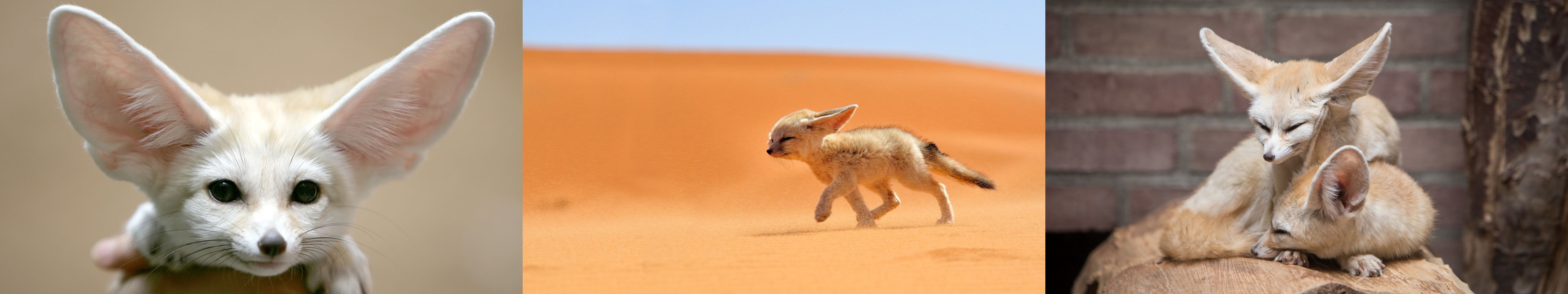 desert, triple screen, fox, multiple display, fennec, 5K, HD Wallpaper