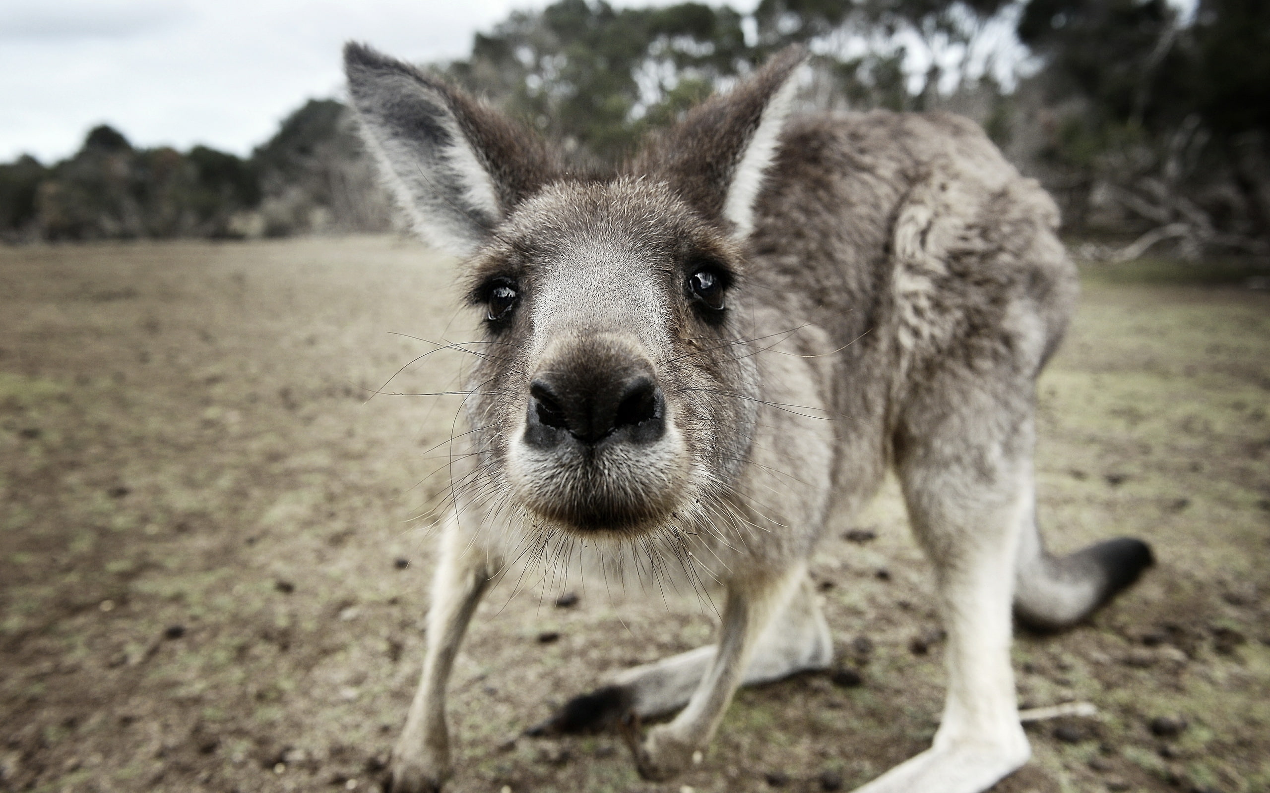 2K, close, kangaroo, HD Wallpaper