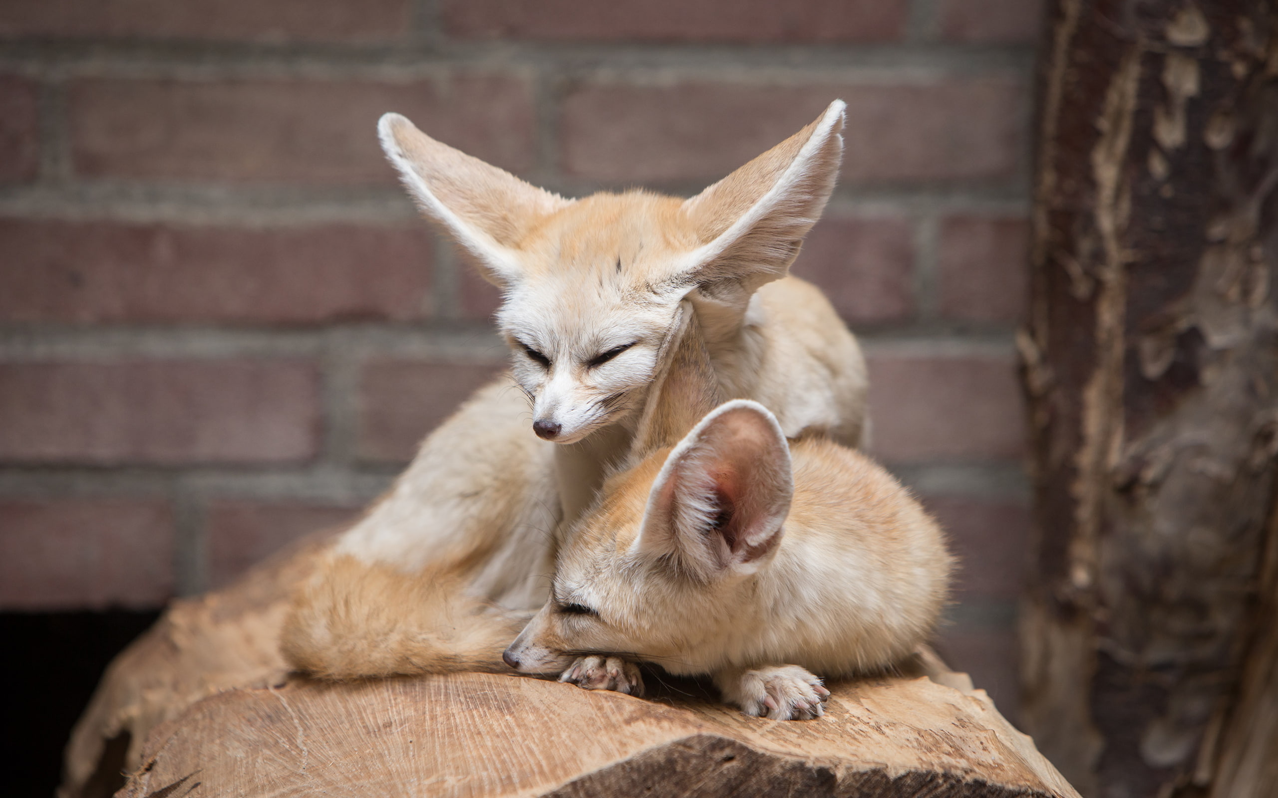 fennec, fox, hd, animals, 2K, HD Wallpaper