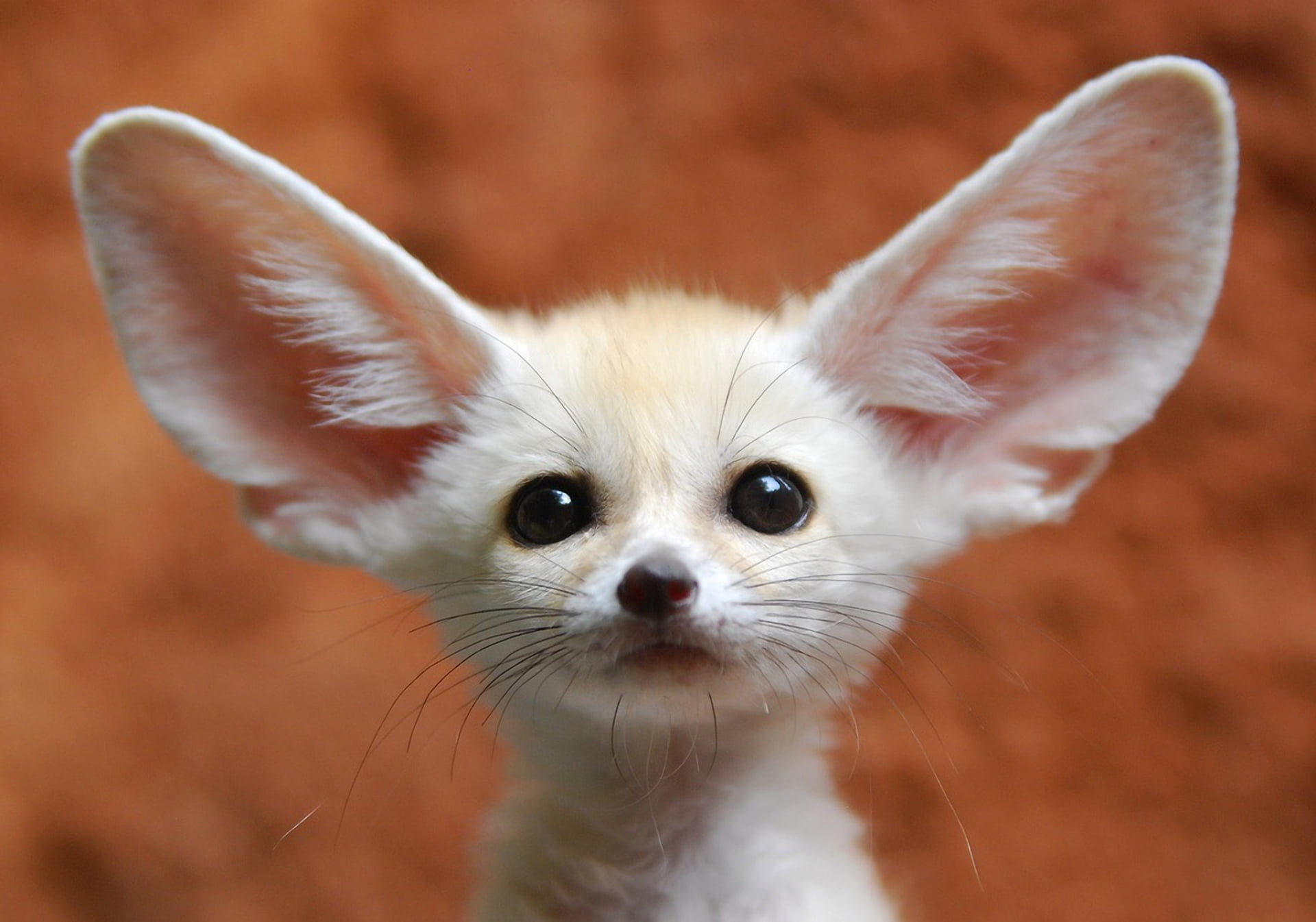 fox, ears, animal body part, mammal, whisker, portrait, white, close-up, brown, 1080P, purebred Dog, cute, focus on foreground, fennec, friendship, Fenech, HD Wallpaper