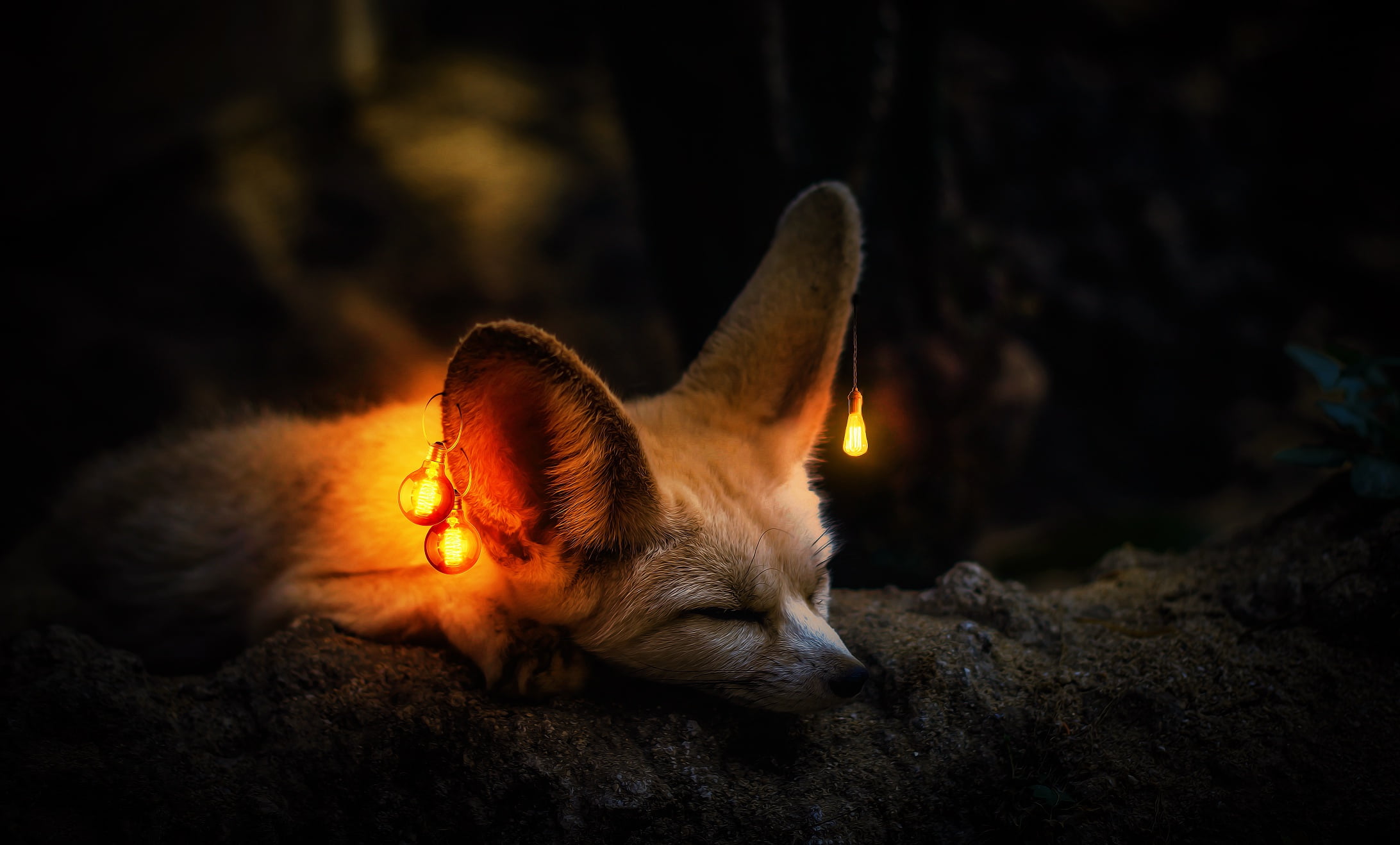 Light Bulb, 1080P, Fennec Fox, Wildlife, Photography, Manipulation, Sleeping, HD Wallpaper