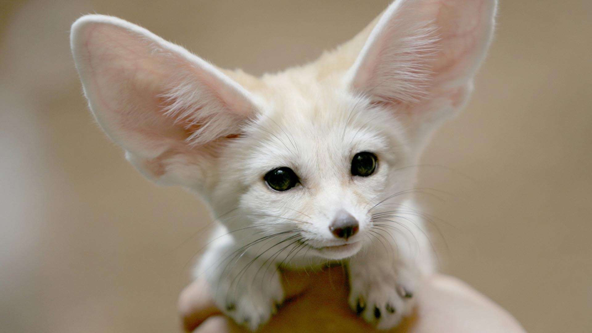 eyes, ears, 1080P, hd, fox, fennec, pink, white, cute, HD Wallpaper