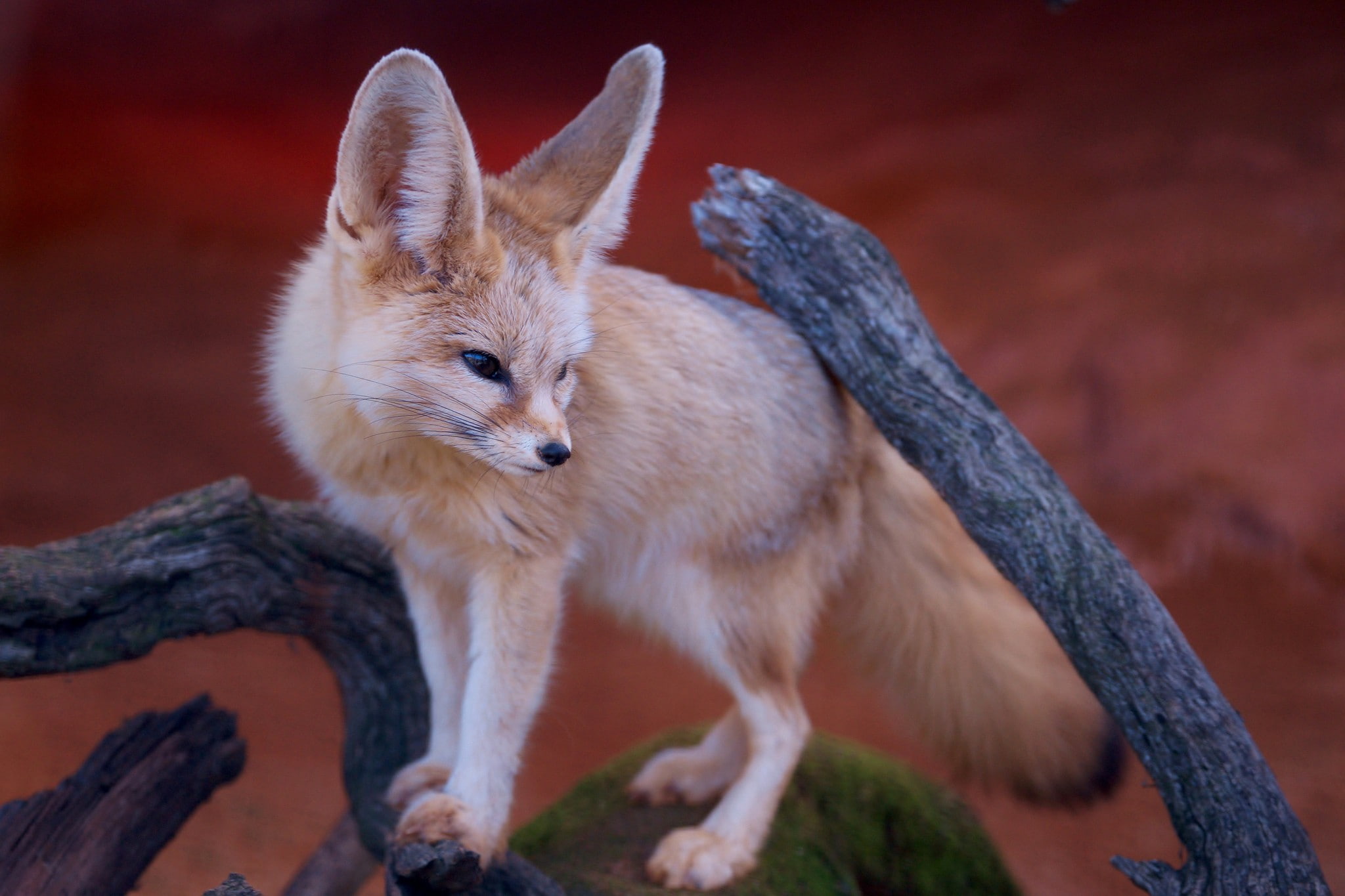 fennec, 1080P, animals, HD Wallpaper