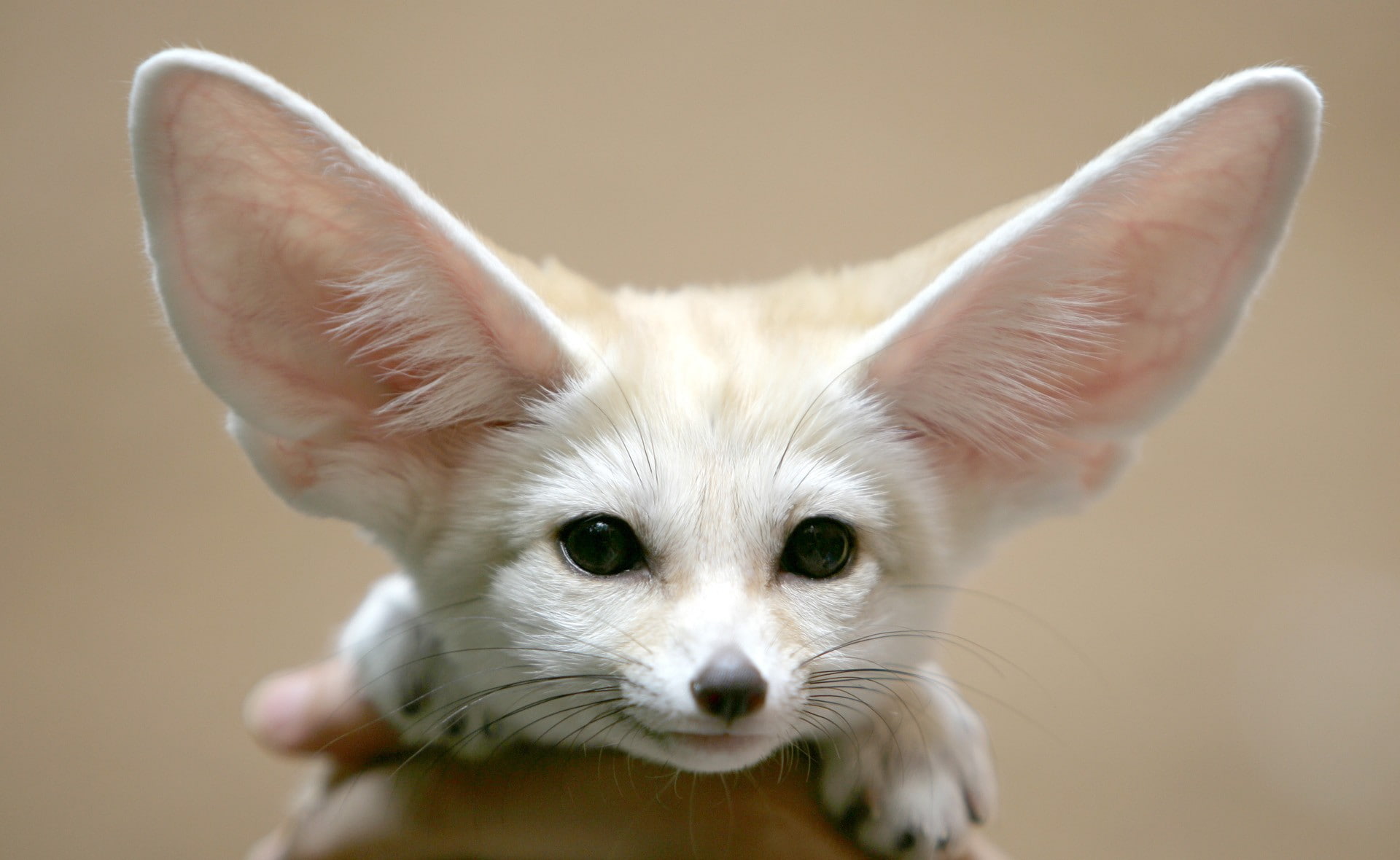 animals, 1080P, fennec, HD Wallpaper