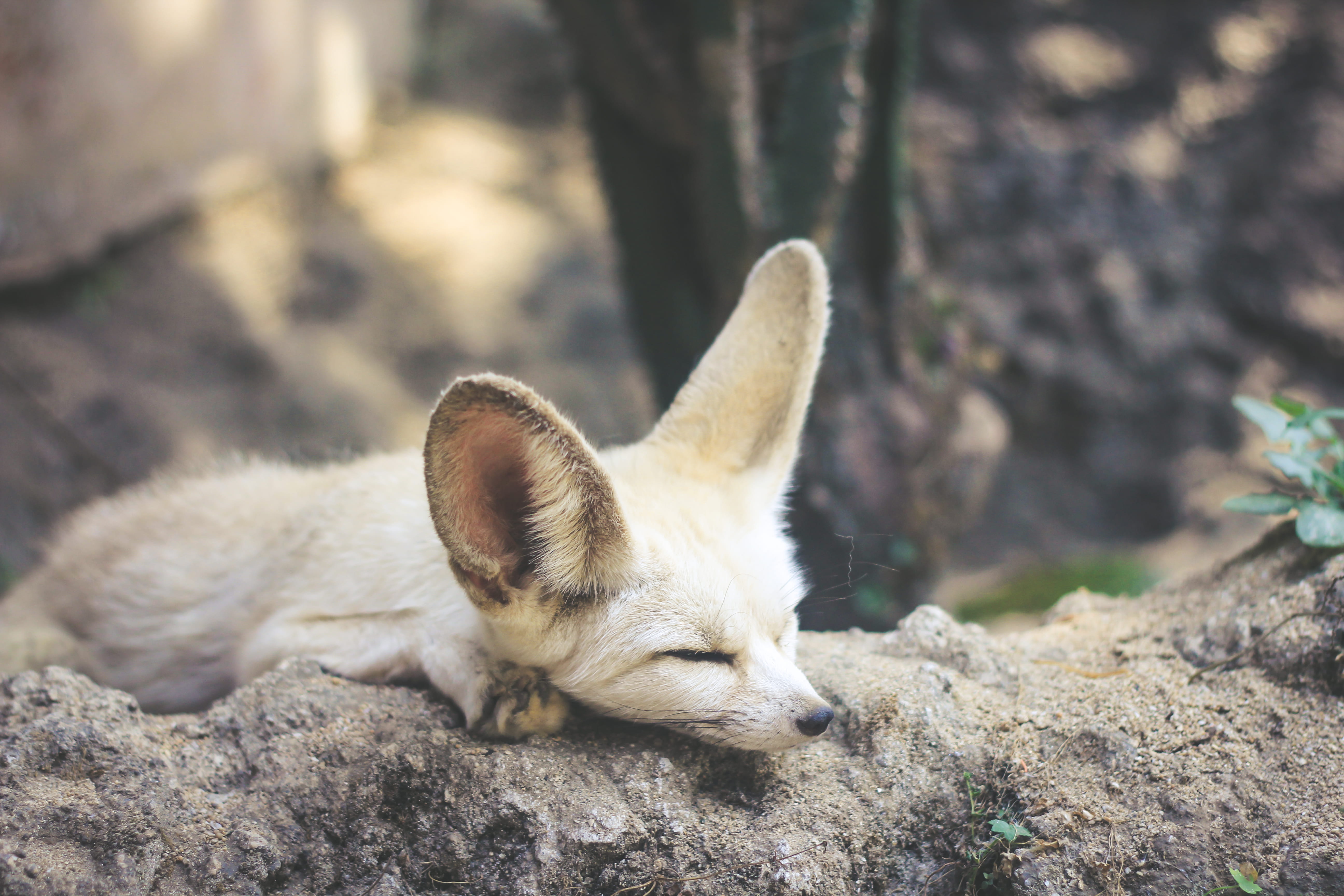 no people, animal themes, ground, fox, 5K, land, white, day, herbivorous, lying, animal wildlife, pets, fennec, one animal, vertebrate, solid, rock - object, HD Wallpaper