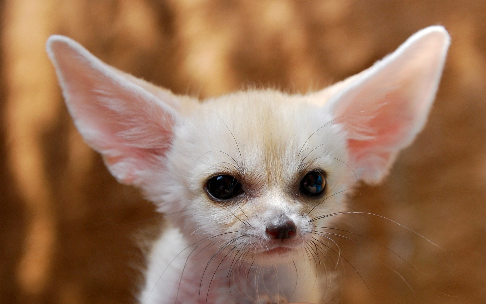 Animal, 1080P, Fennec Fox, HD Wallpaper