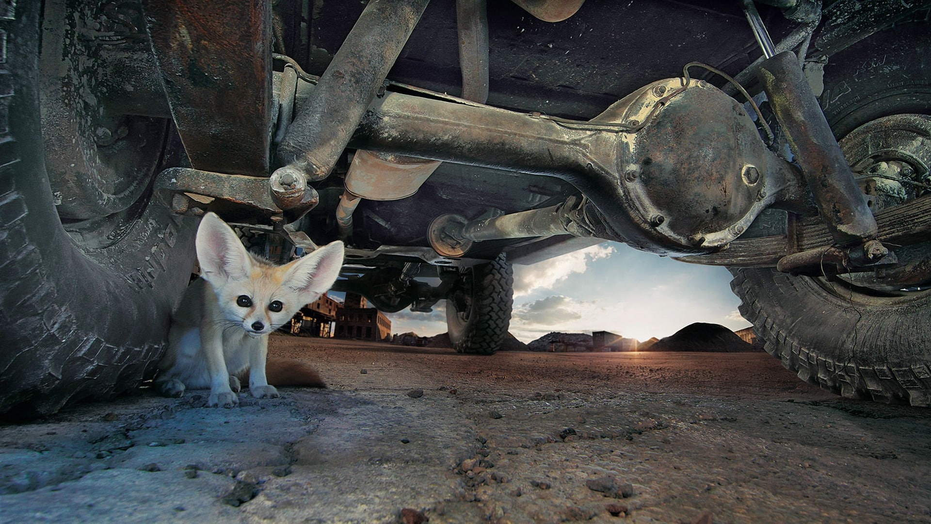animals, tires, deserts, cars, fox, x, hd, nature, desert, fennec, 1080P, ground, eyes, ears, art, HD Wallpaper