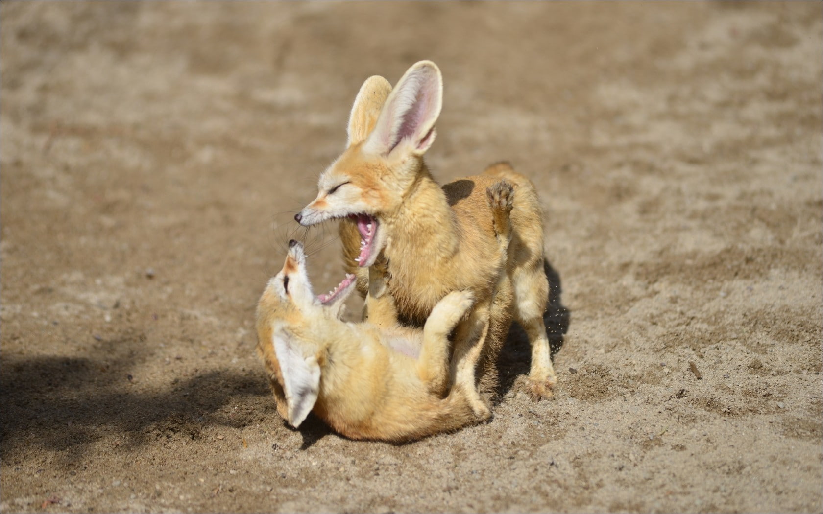 fennec, fox, 720P, animals, game, games, animal, couple game, couple, brown, HD Wallpaper