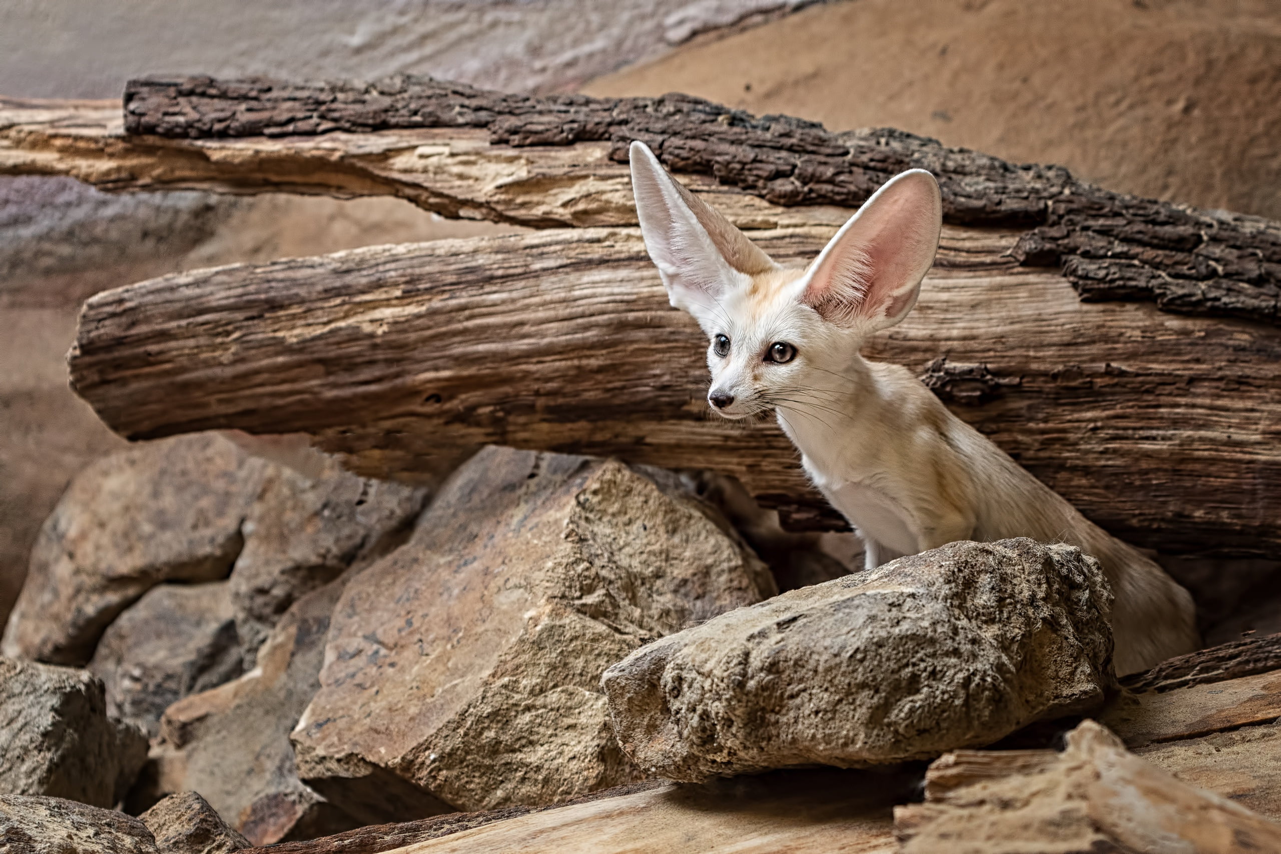 2K, Wildlife, Fennec Fox, Animal, HD Wallpaper