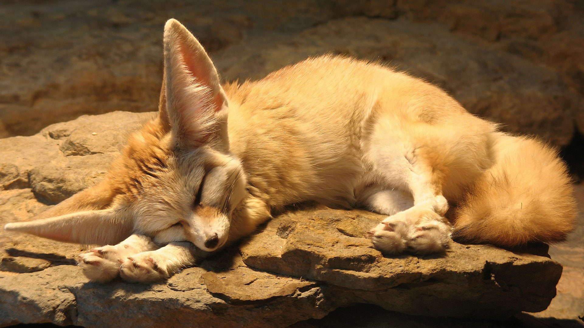 Fennec Fox, Animal, 1080P, HD Wallpaper