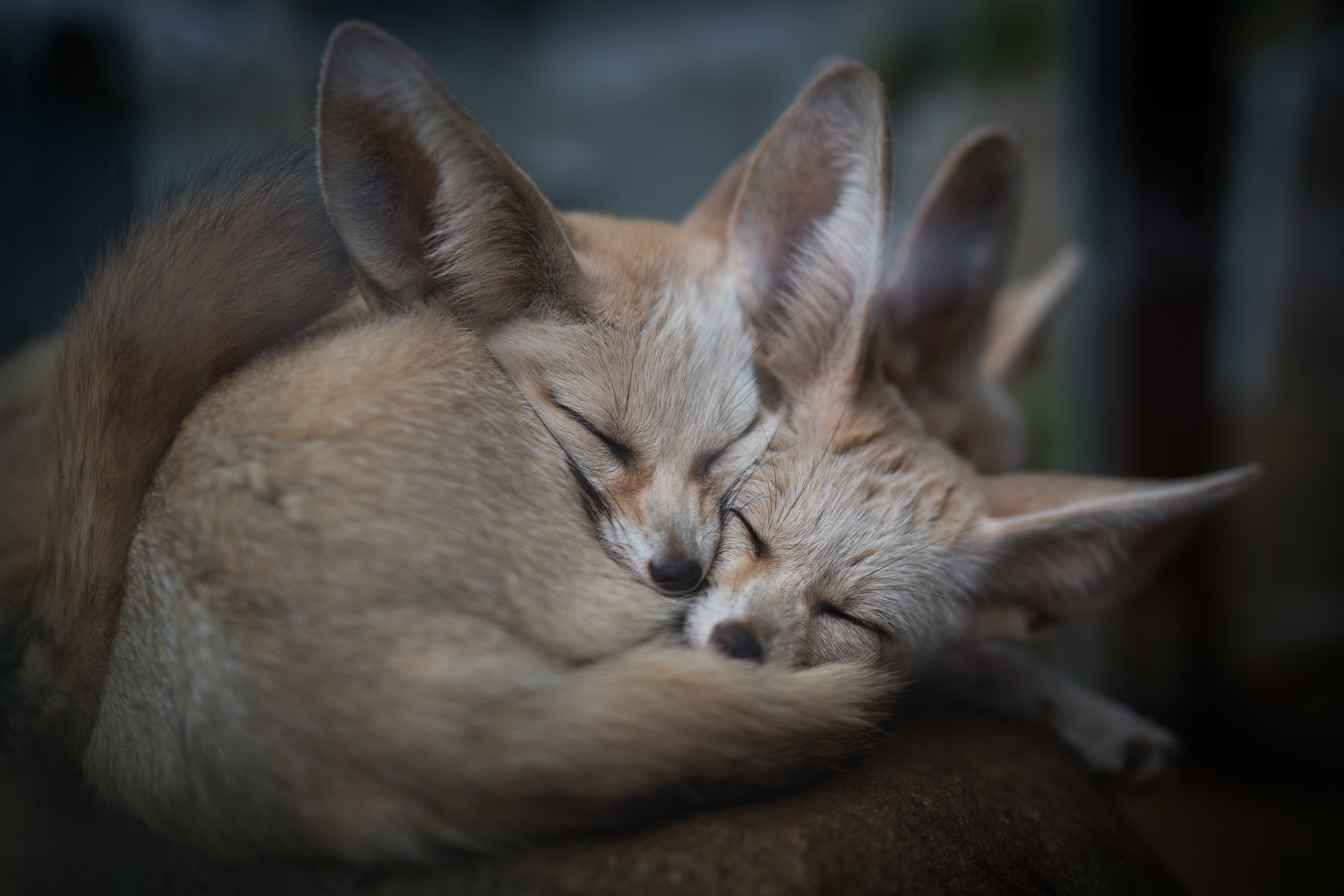 domestic, lying down, animal head, one animal, cat, sleeping, domestic cat, napping, relaxation, cute, 5K, fennec fox, animal themes, feline, domestic animals, HD Wallpaper