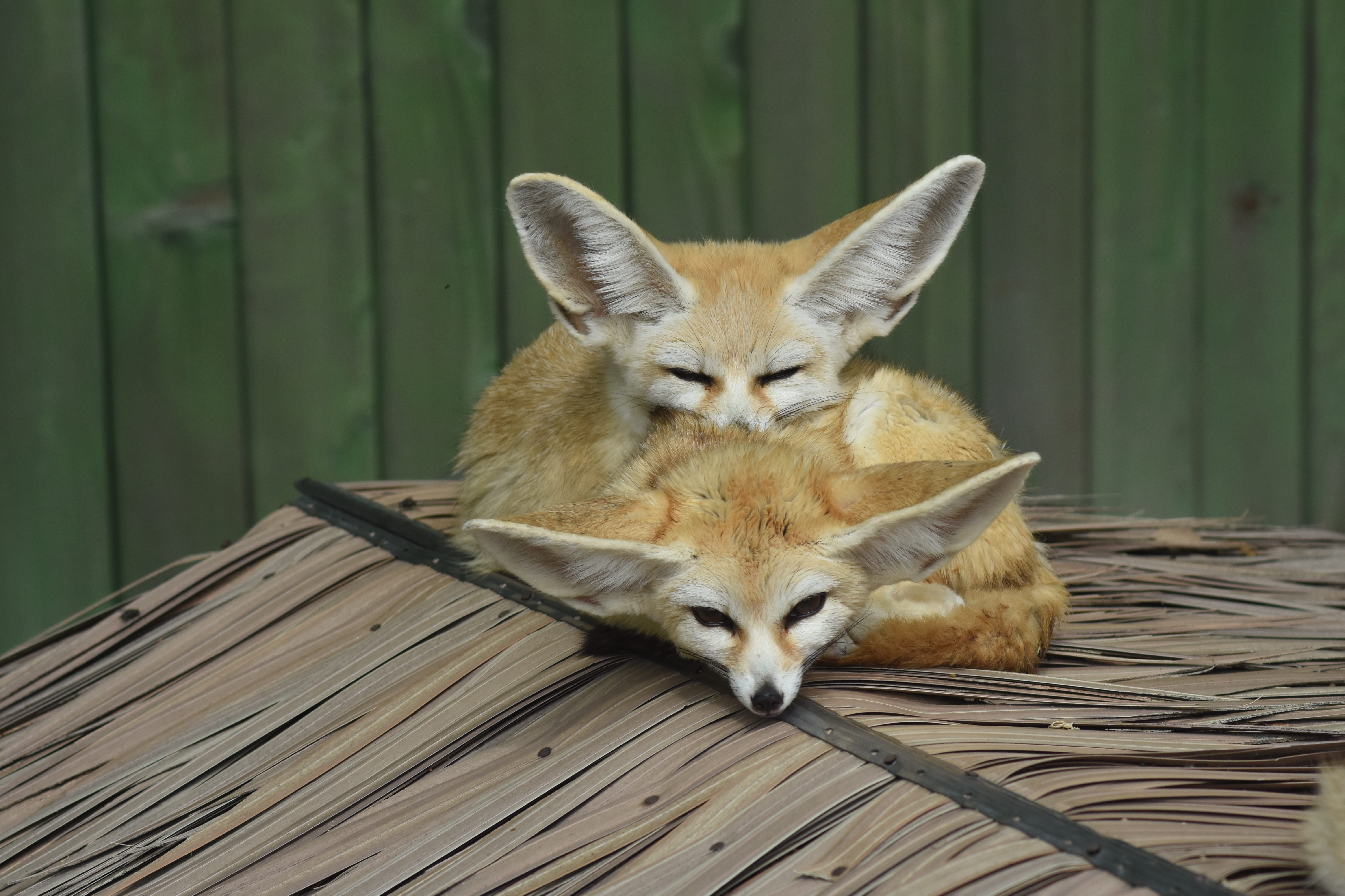 beige, pets, animal themes, domestic, animal, whisker, day, cat, focus on foreground, wood - material, 5K, portrait, fox, roof, fennec, two, zoo, mammal, HD Wallpaper