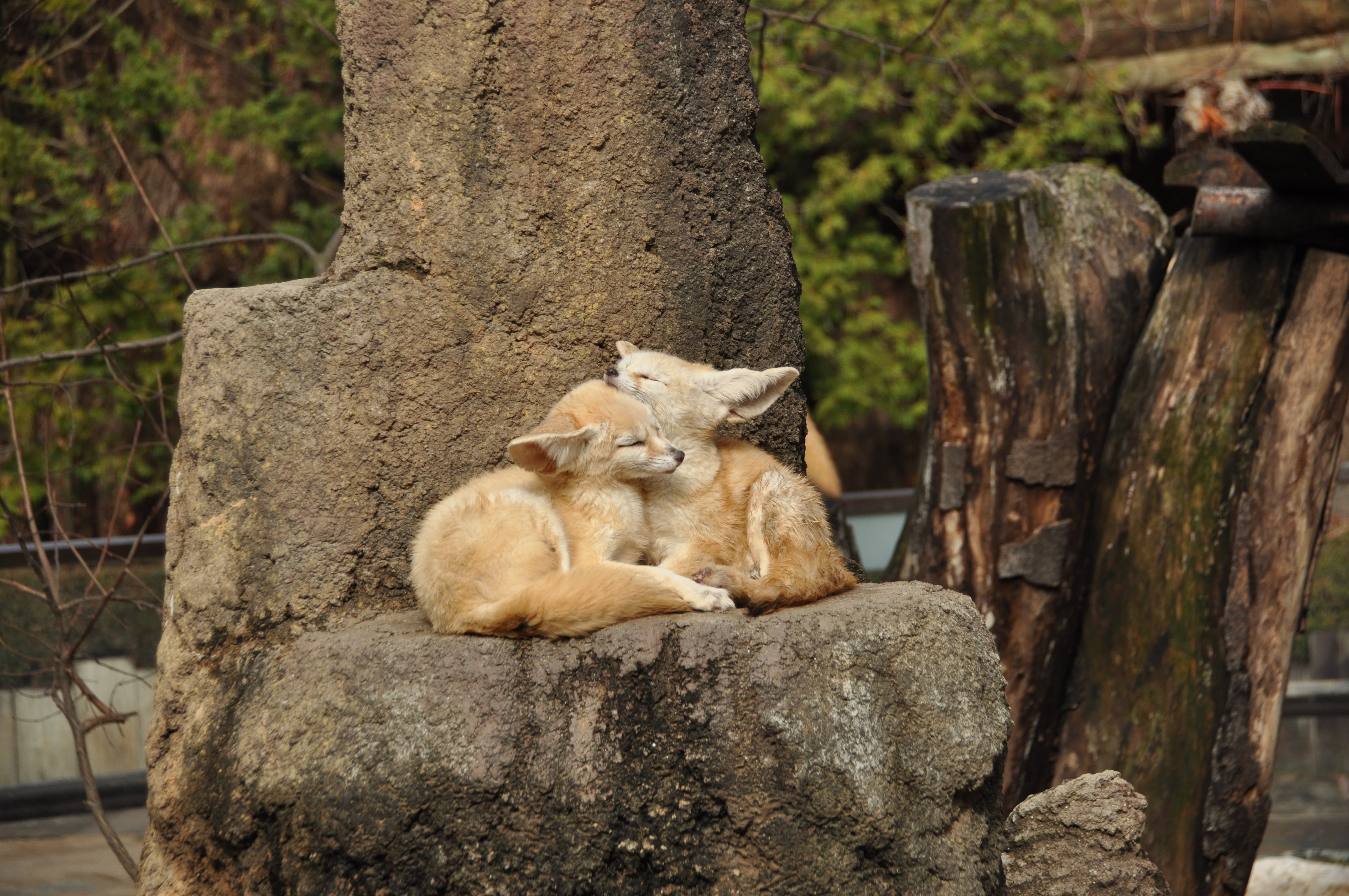 sleeping, nature, mammal, 4K, wood - material, tree, autumn, group of animals, outdoors, plant, animal, rock, beige, wildlife, zoo, laying, animals in the wild, HD Wallpaper