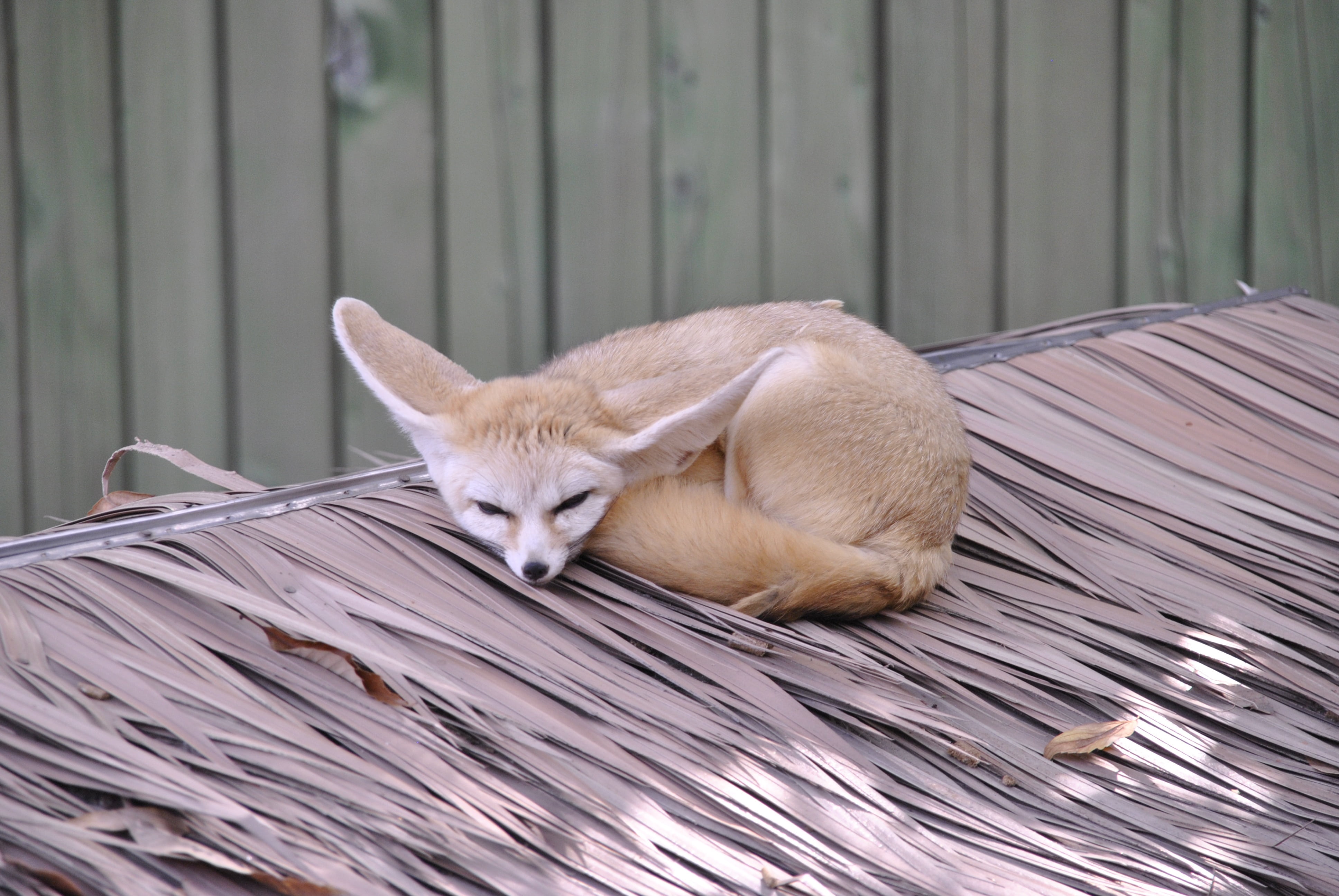 desert fox, fennec, domestic animals, animal, domestic cat, roof, proverbs, whisker, mammal, cat, day, no people, fox, animal wildlife, pets, feline, domestic, HD Wallpaper