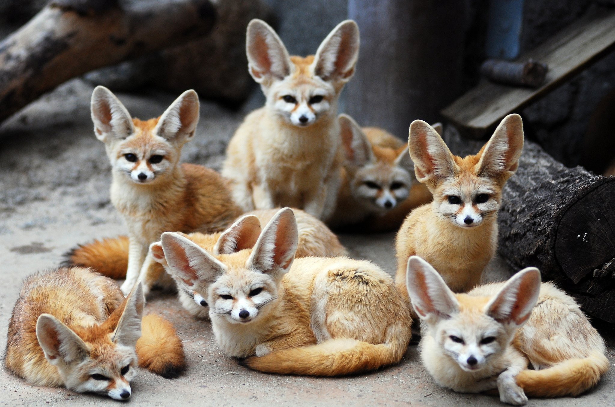 animals, eared, fox, fenech, fennec, 1080P, HD Wallpaper