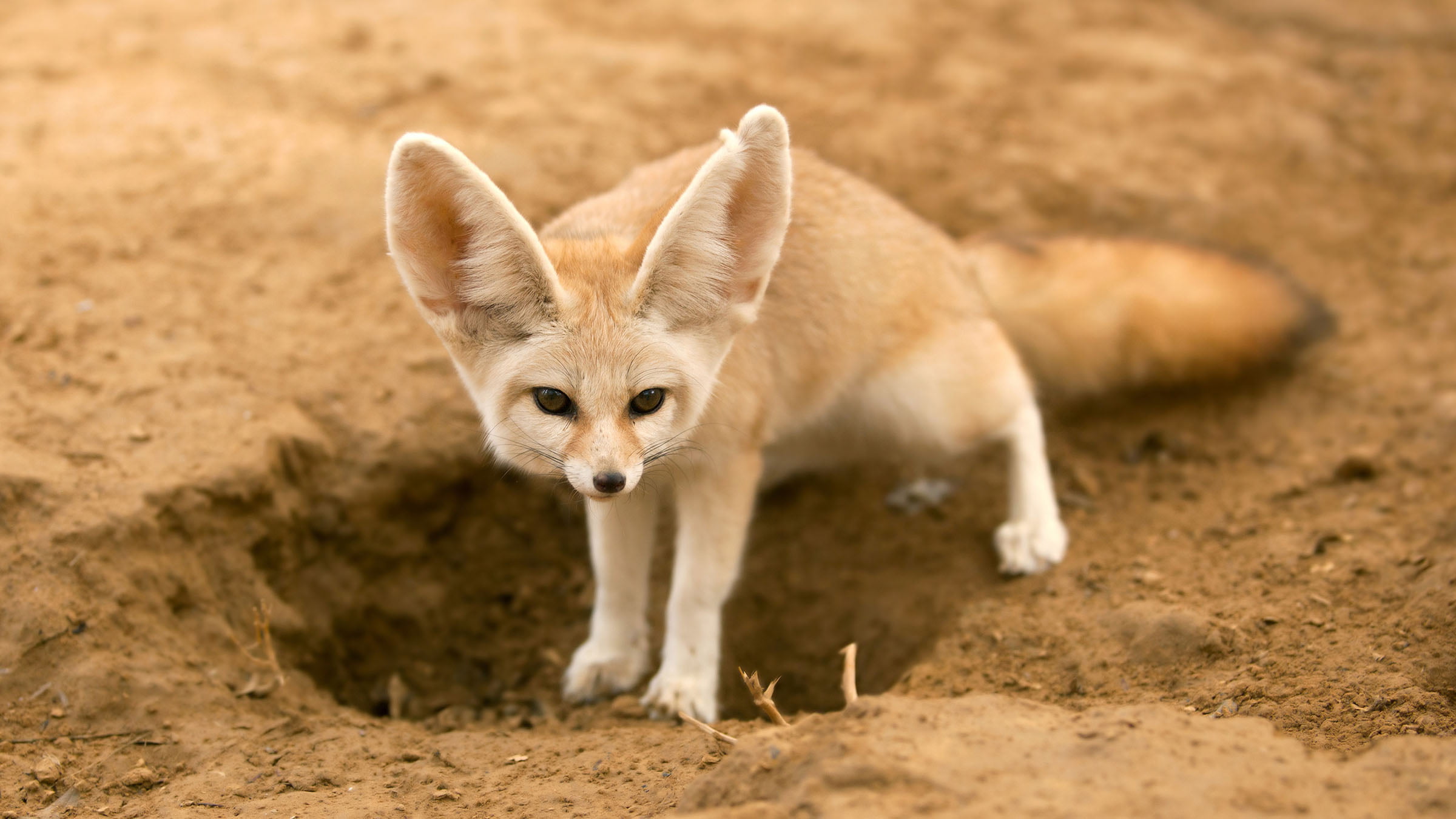 Wildlife, Animal, Fennec Fox, 1080P, HD Wallpaper