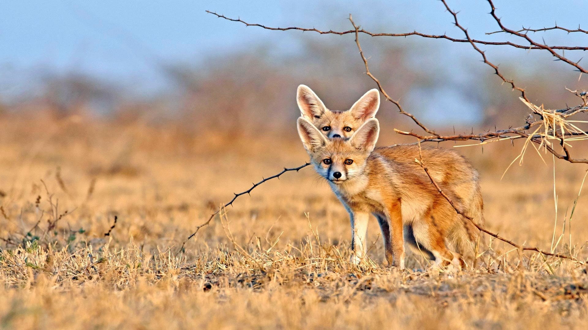 Wildlife, 1080P, Animal, Fennec Fox, Depth Of Field, HD Wallpaper