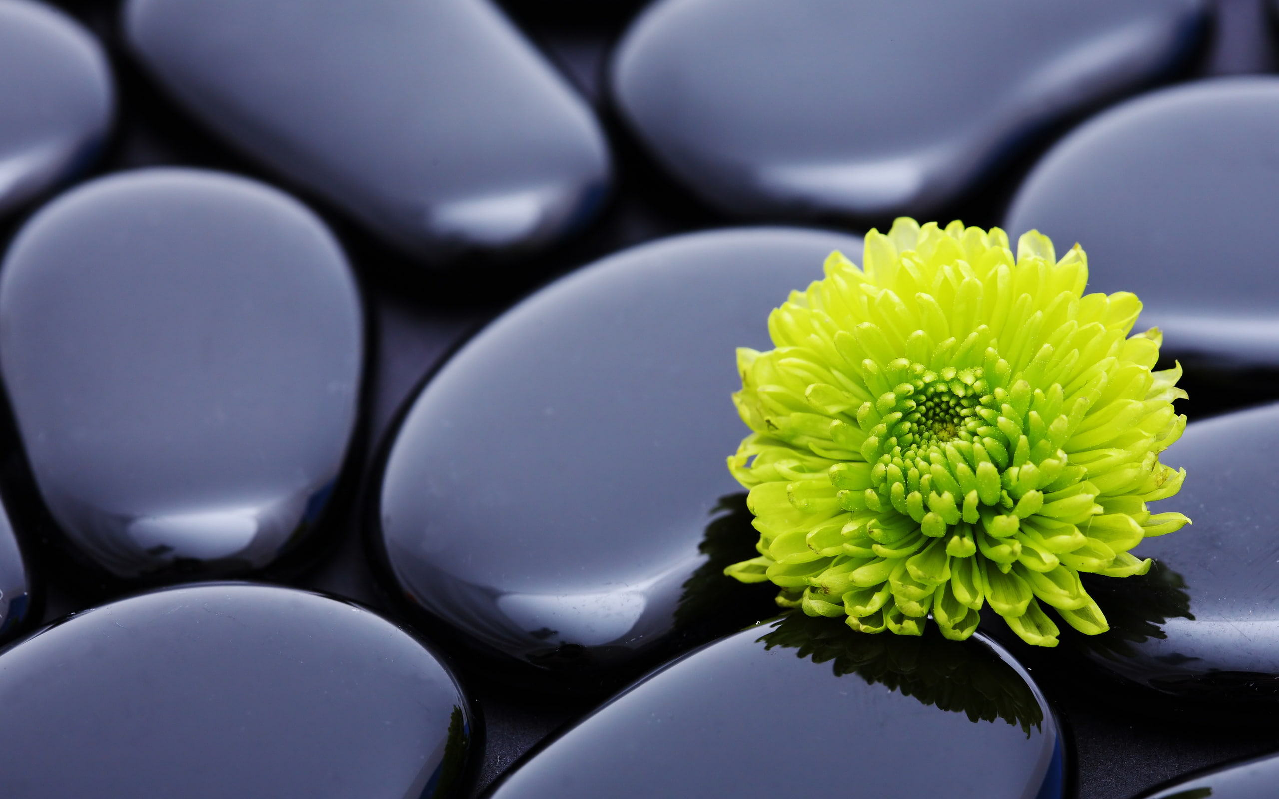 rocks, nature, 2K, stones, hd, macro, flower, HD Wallpaper
