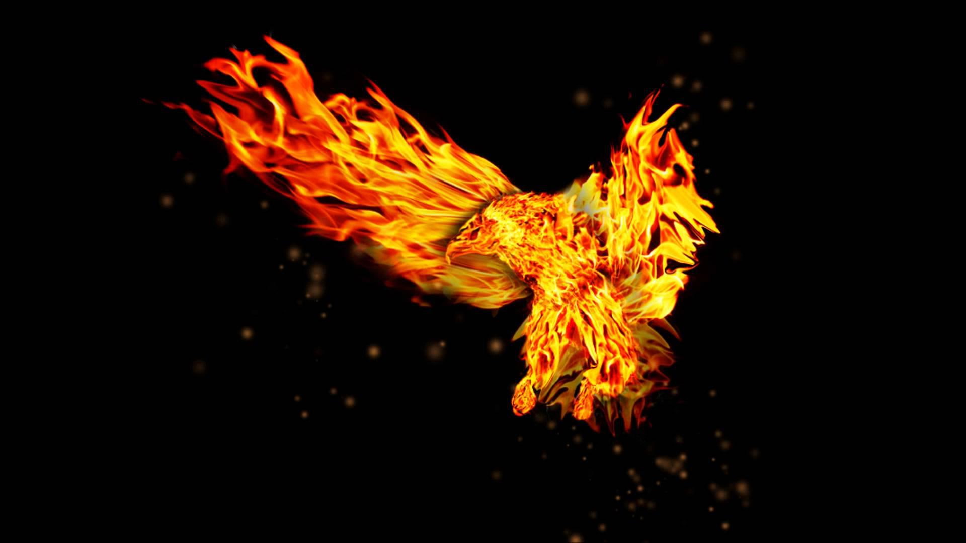 1080P, spider, desert, fire, eagle, HD Wallpaper