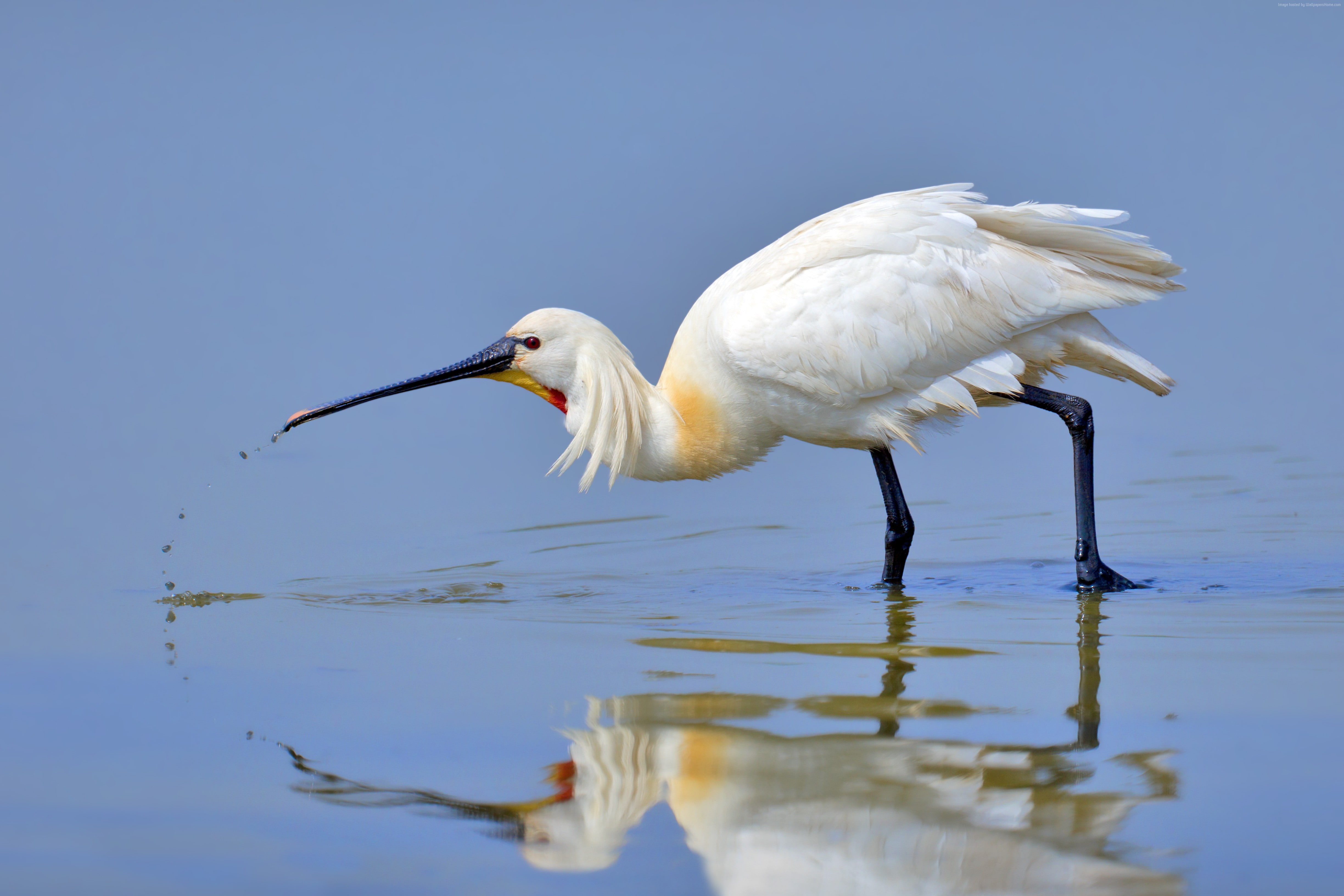 North Africa, Japan, reflection, water, nature, 4K, animal, Eurasian spoonbill, 4k, bird, white, lake, 5k, HD Wallpaper