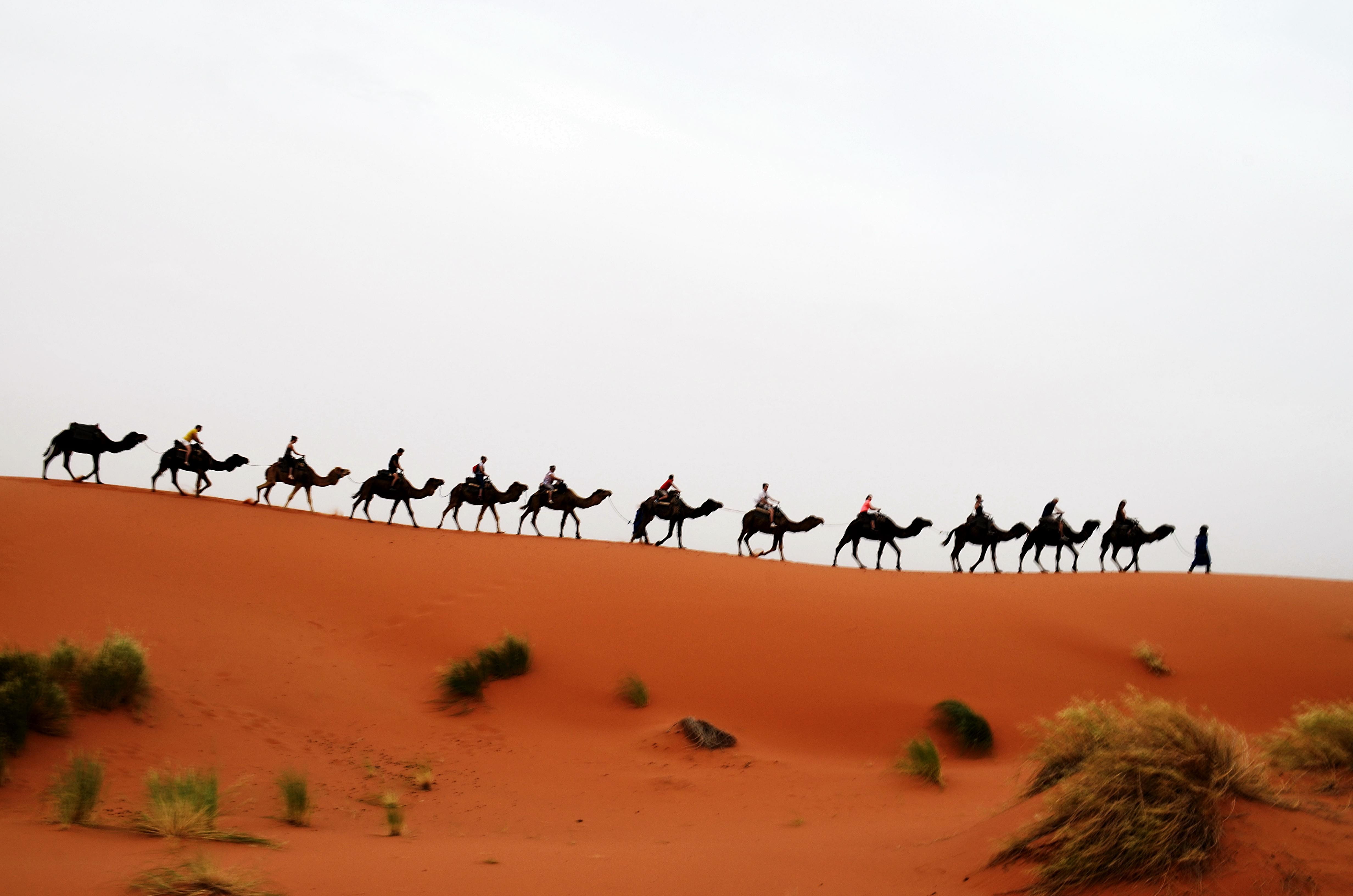group of animals, sky, day, flock of birds, outdoors, bird, animal, animals in the wild, merzouga, 4K, large group of animals, maroc, beauty in nature, HD Wallpaper