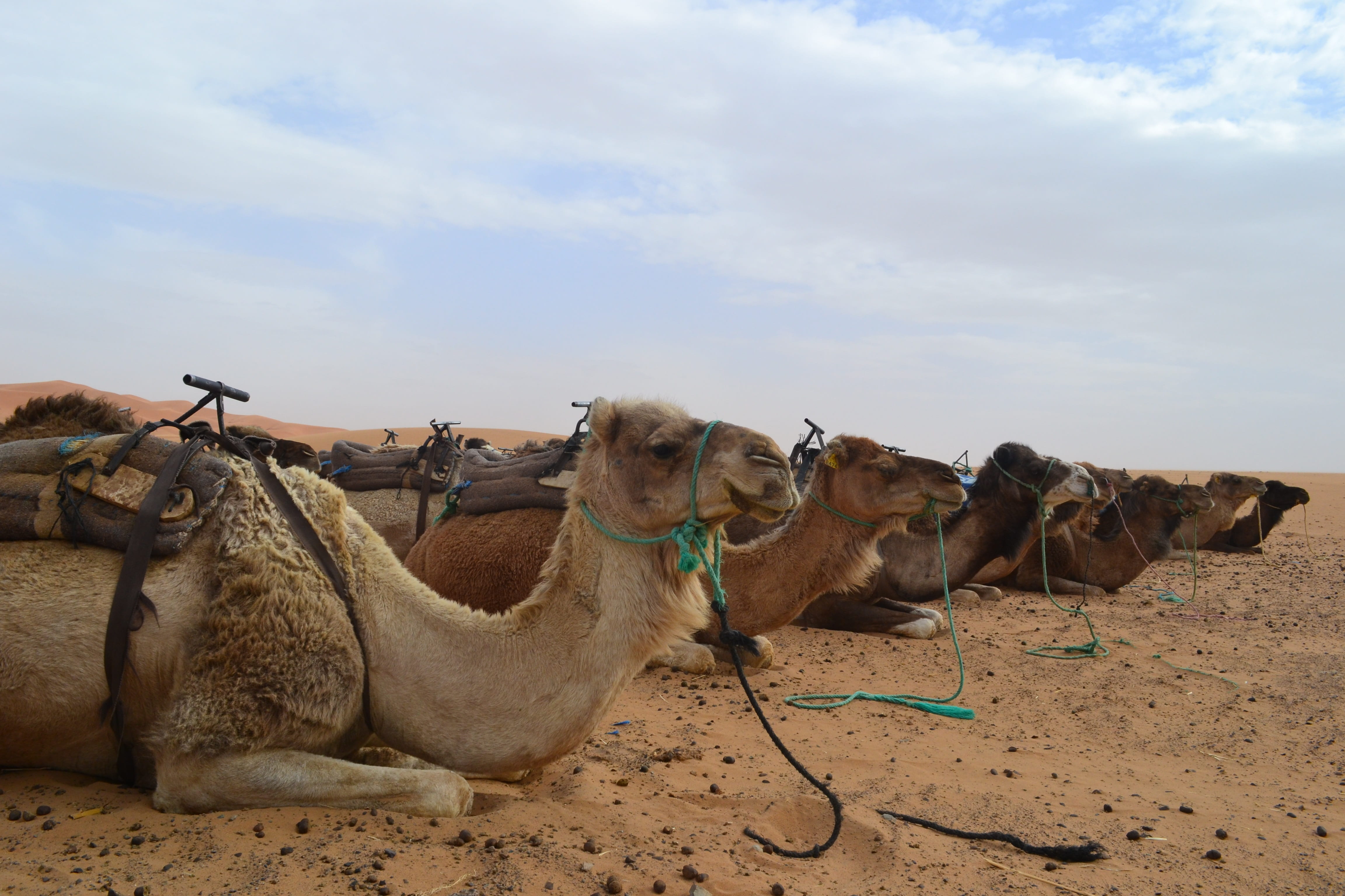 mammal, pets, arid climate, domestic animals, working animal, cloud - sky, morocco, 4K, sahara, climate, herbivorous, sand, desert, livestock, merzouga, HD Wallpaper