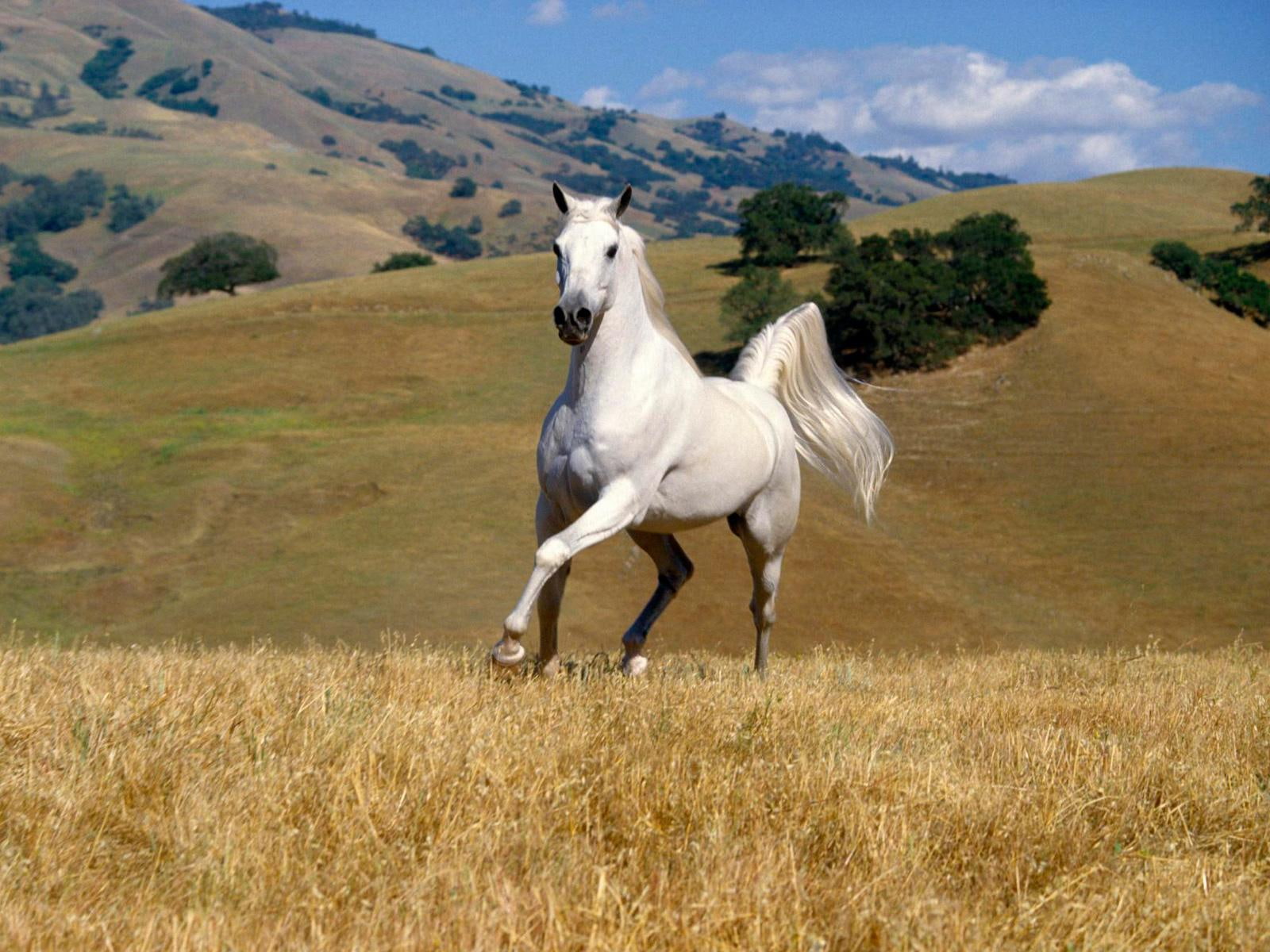 photography, tree, white, animals, grass, hills, ground, horse, 720P, HD Wallpaper