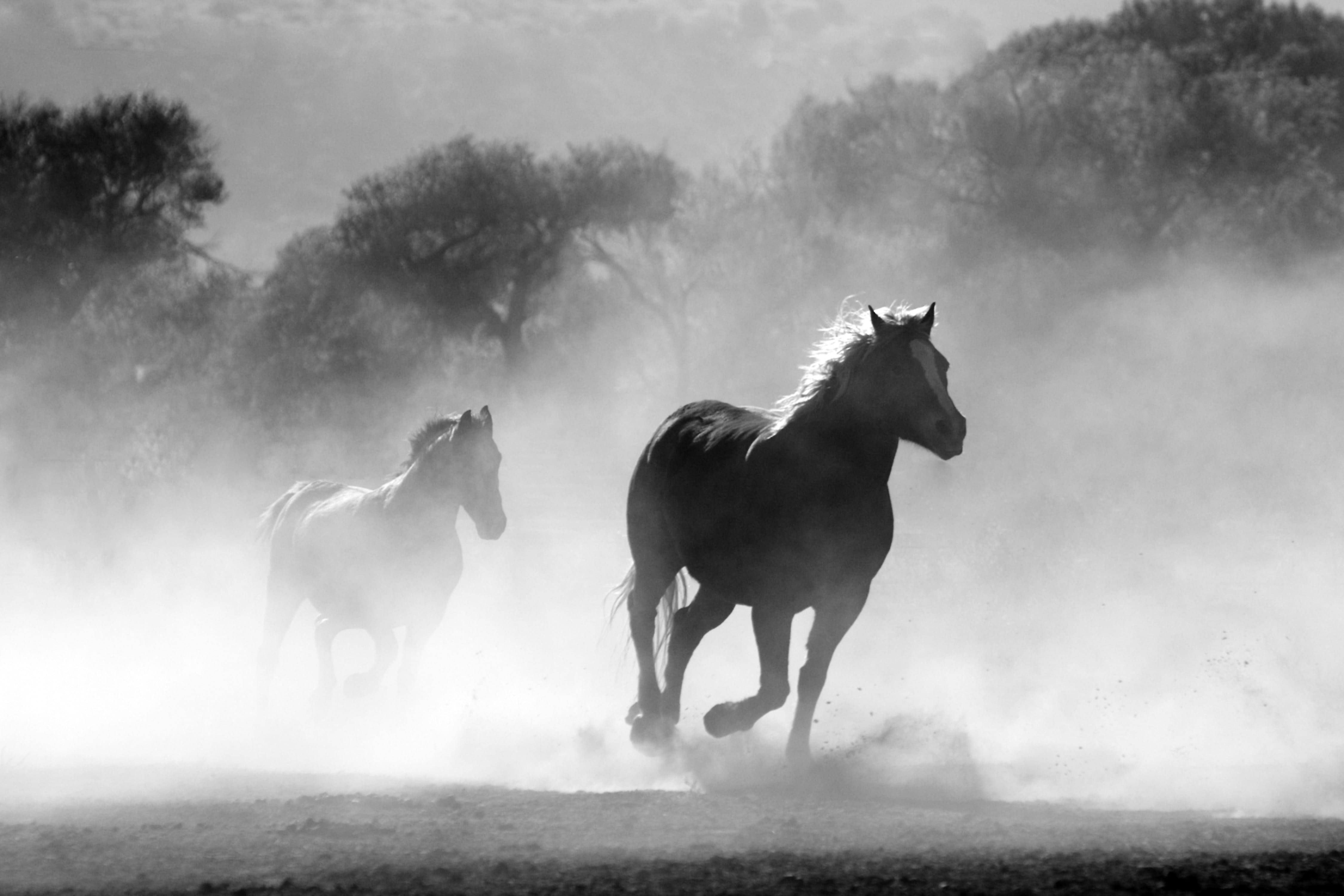 dust, motion, day, animal themes, animal, two animals, pets, horses, 4K, group of animals, outdoors, vertebrate, gallop, fog, land, domestic, nature, herbivorous, HD Wallpaper