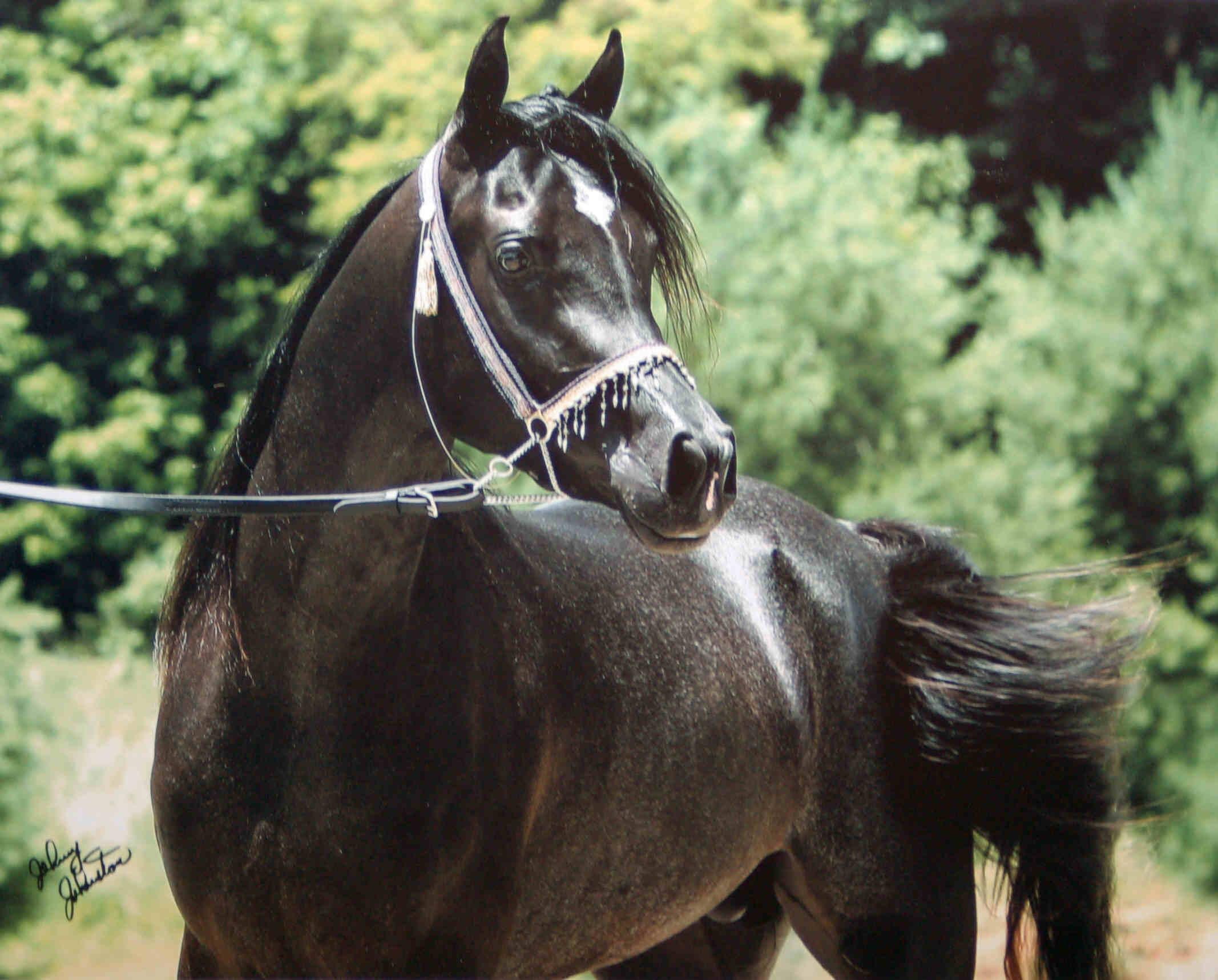 arabian, animal, 1080P, stallion, horse, animals, black, HD Wallpaper