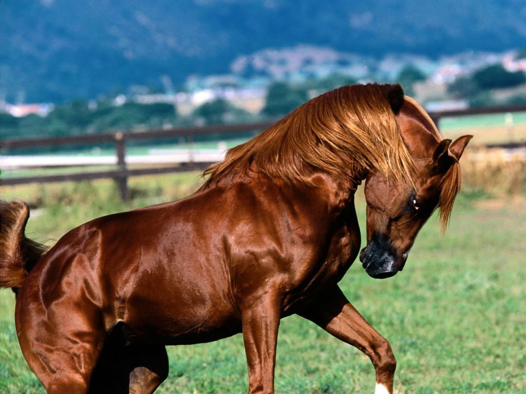 horse, stallion, 480P, grassy field, art, horses, animals, Arabian, hd, grassy, field, HD Wallpaper