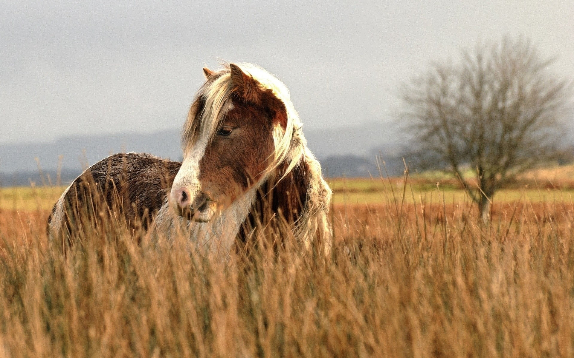 field, environment, nature, outdoors, day, land, animal, domestic, animal themes, livestock, no people, animals, domestic animals, vertebrate, mammal, horse, HD Wallpaper