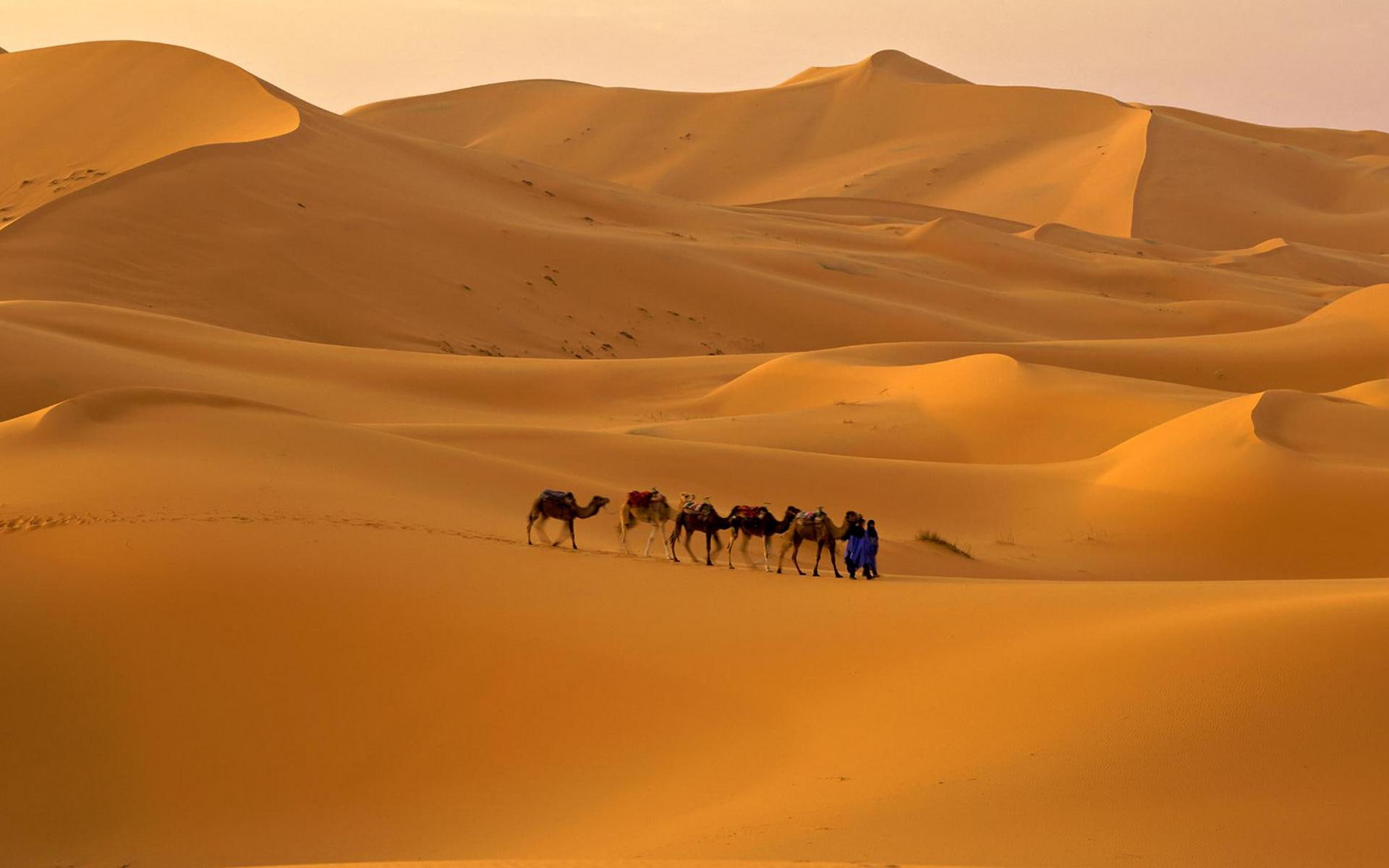 desert, camel, animals, caravan, 1080P, HD Wallpaper