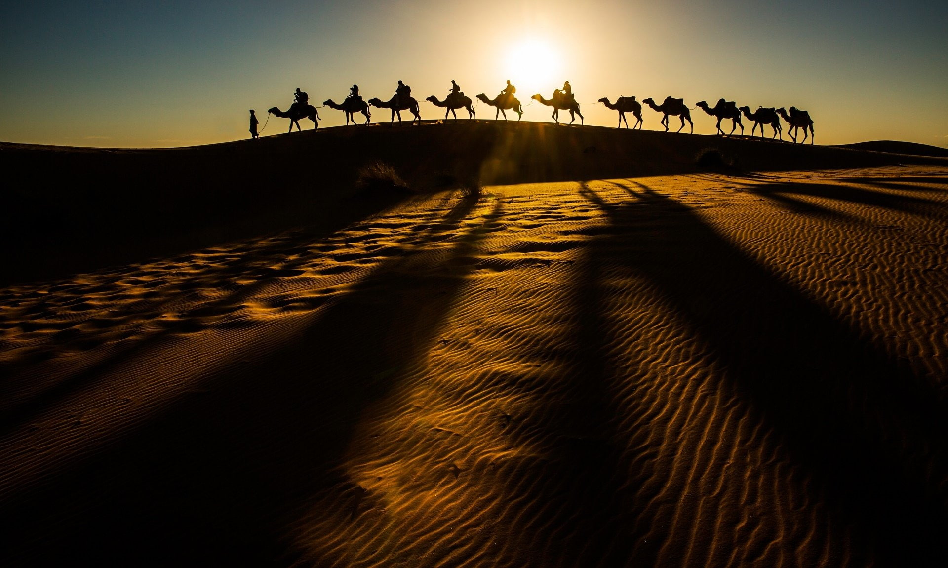 Desert, 1080P, Caravan, Camel, Photography, HD Wallpaper