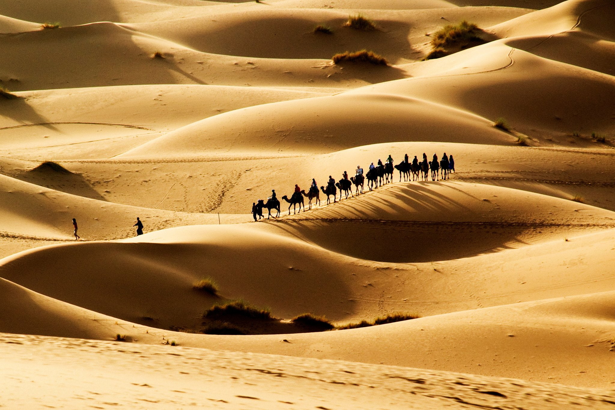 sand, 1080P, camels, desert, sun, caravan, HD Wallpaper