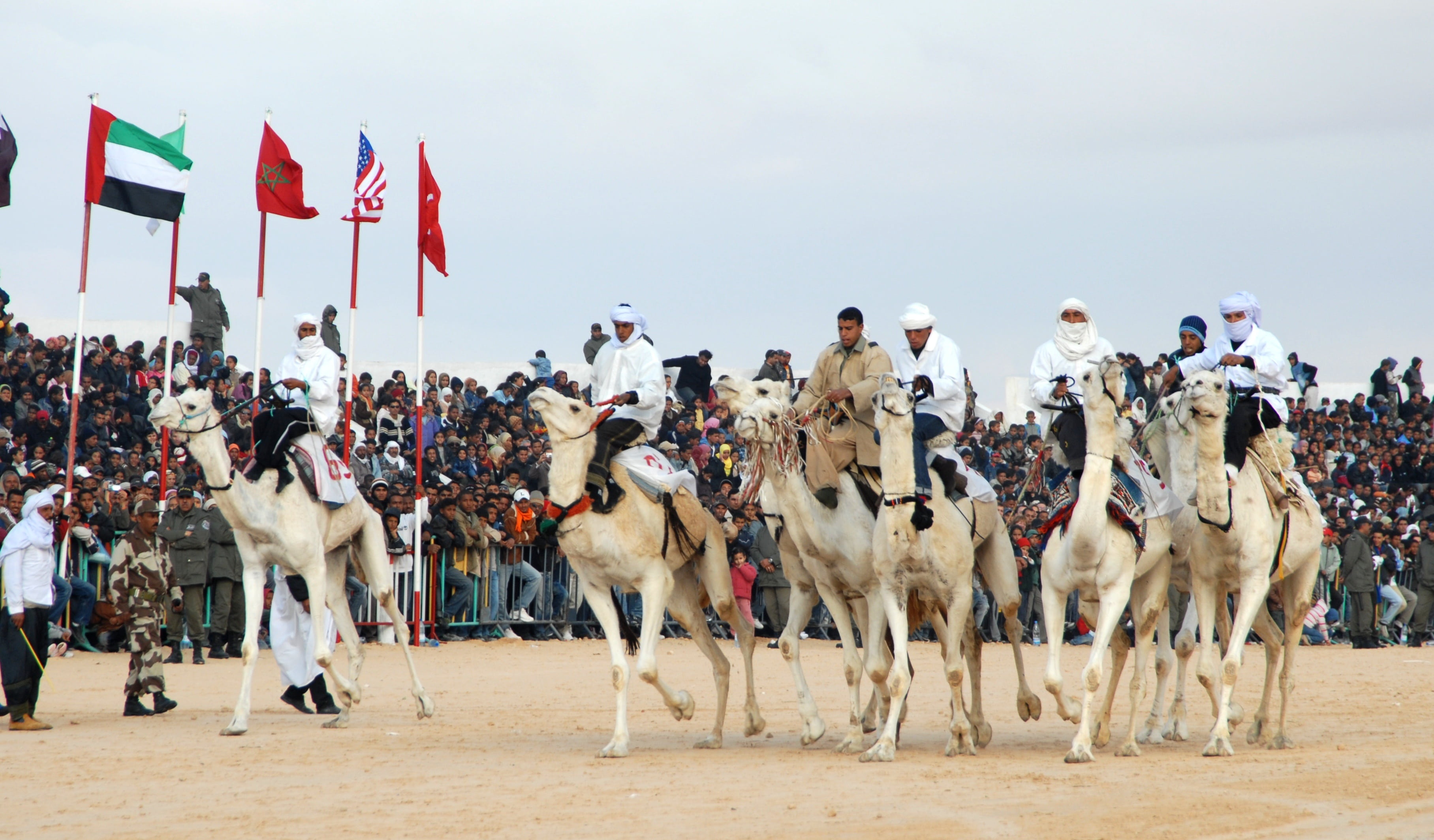 animal wildlife, mammal, group of people, animal themes, camel racing, tunisia, people, day, 2K, spectator, outdoors, domestic animals, domestic, motion, HD Wallpaper