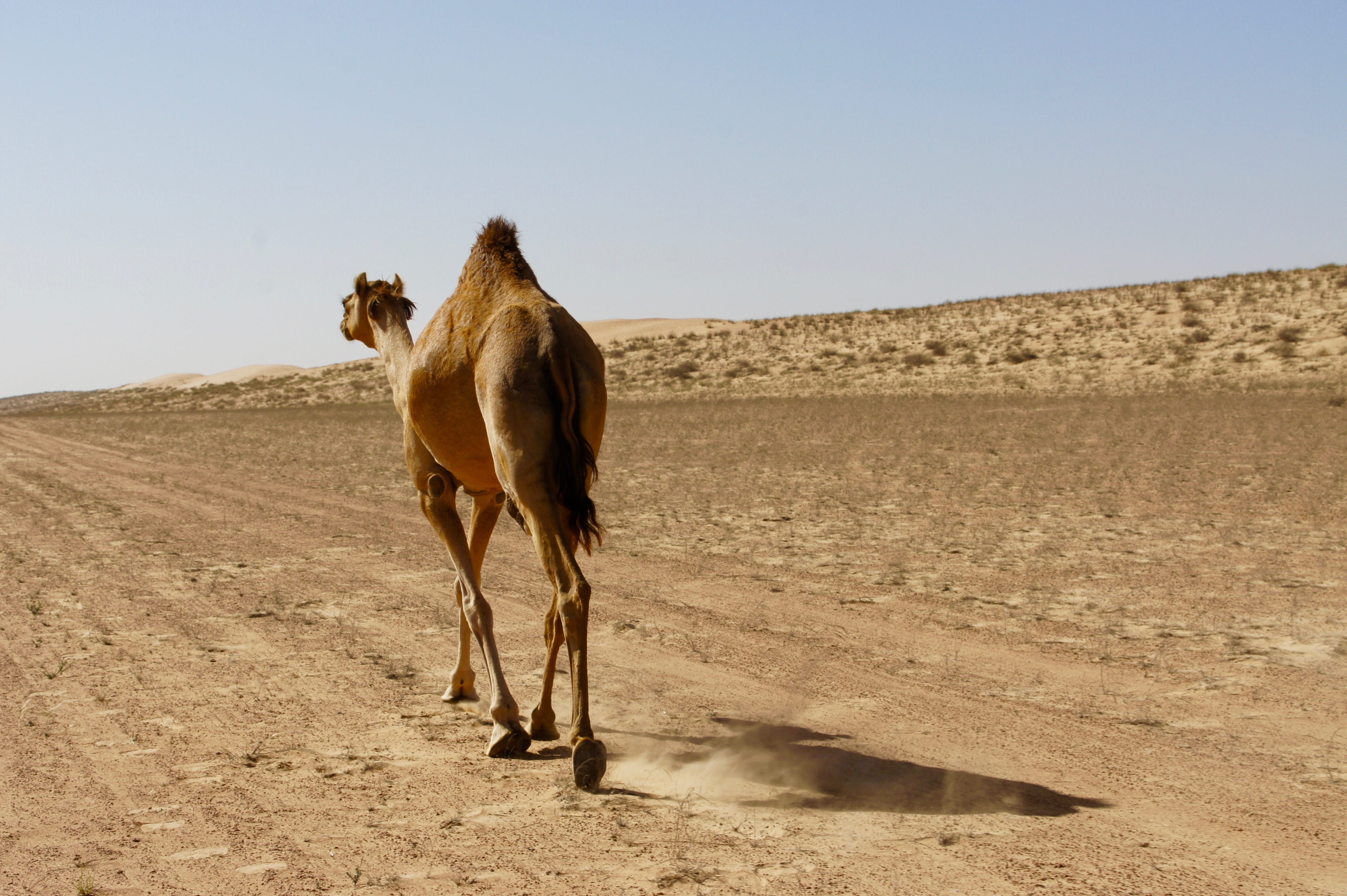 herbivorous, outdoors, Dromedary, sunlight, pets, day, dromedary, one animal, domestic, animal world, no people, animal, full length, land, nature, oman, HD Wallpaper