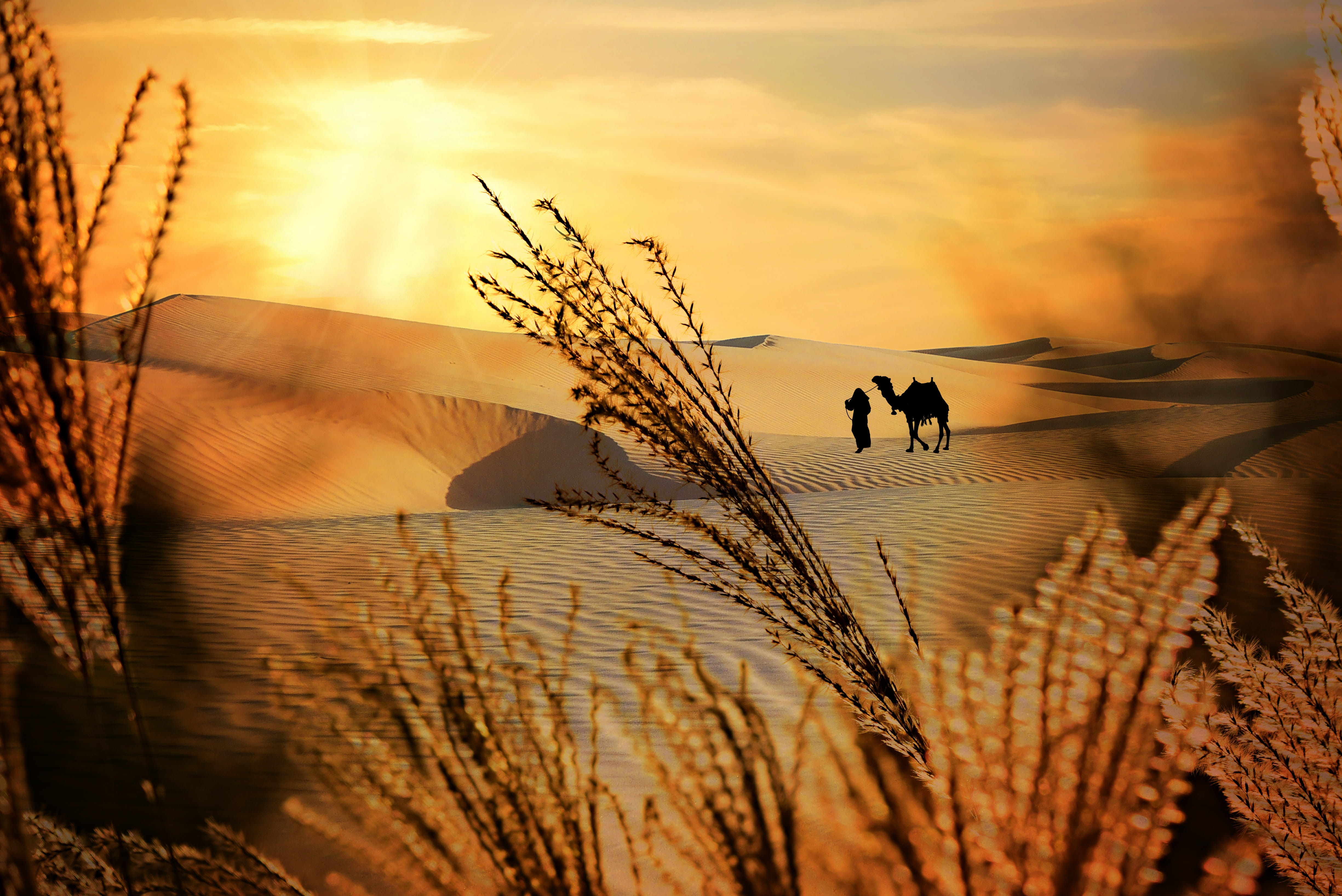 beauty in nature, camel, growth, men, 4K, tranquility, leisure activity, feathery, scenics - nature, sunlight, sunset, people, desert, outdoors, bedouin, HD Wallpaper