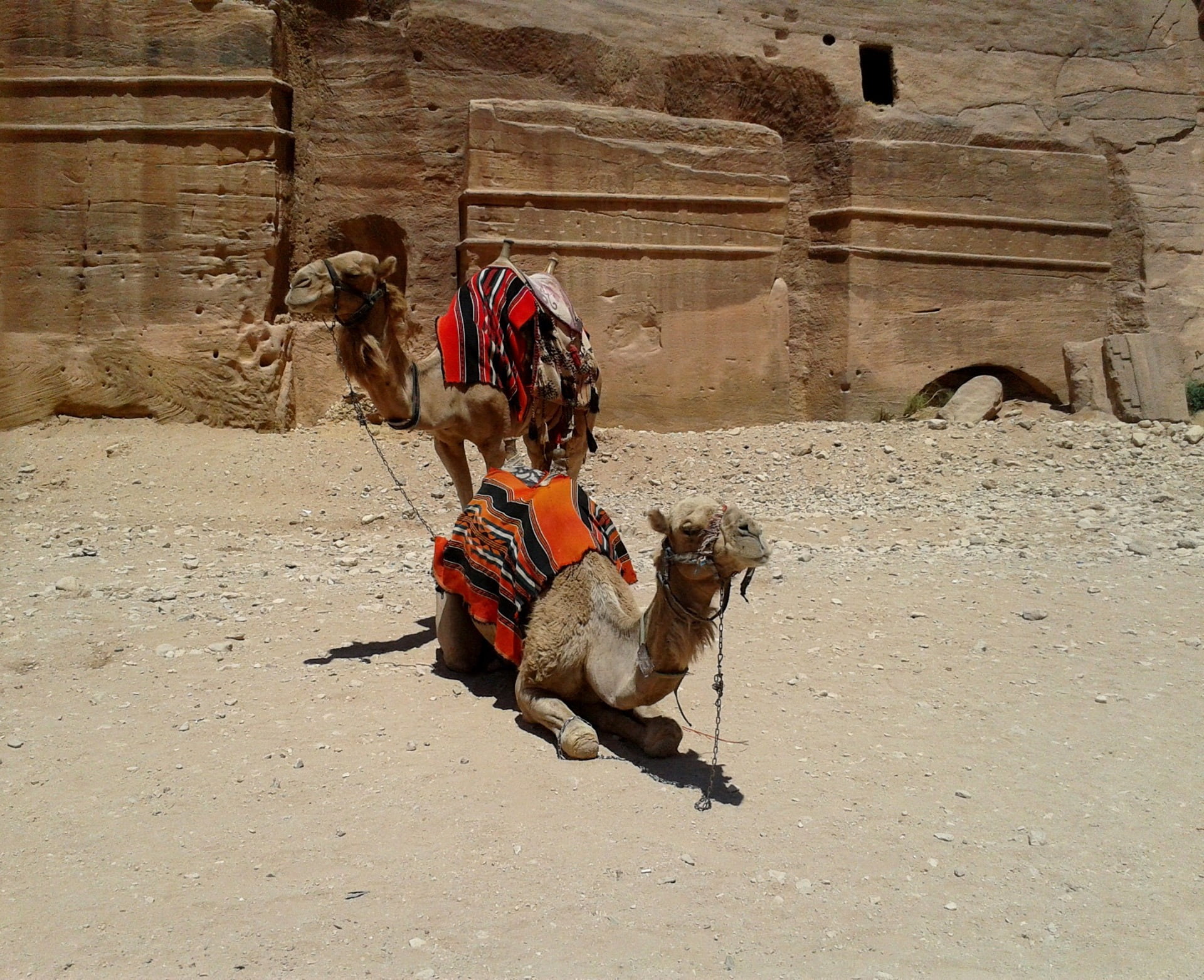 1080P, nature, sunlight, pastel, stones, standing, bedouin, sitting, rock, people, domestic animals, saddle, sand, pets, colorful, carved, working animal, HD Wallpaper