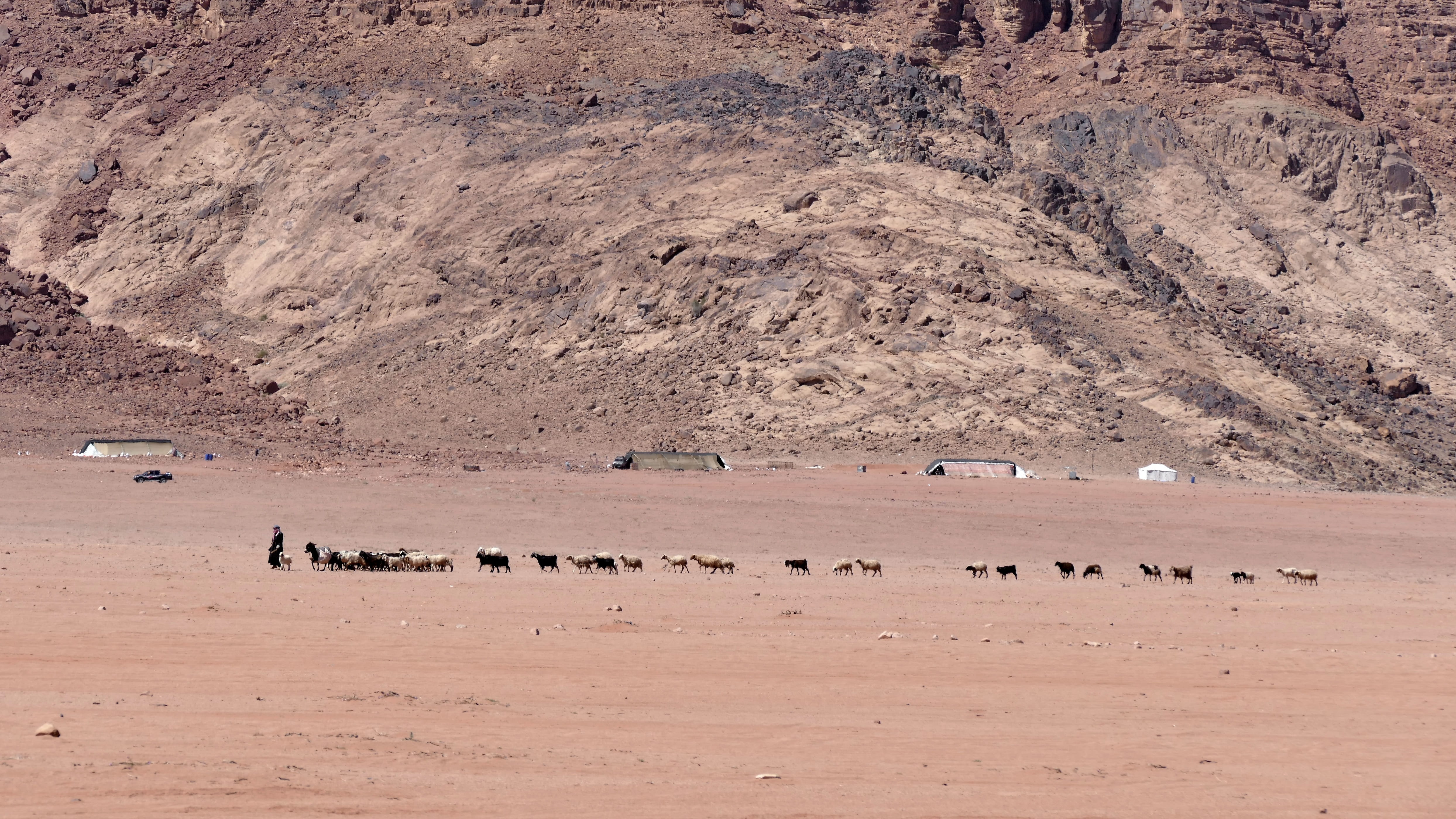 bedouin, sheep, large group of animals, environment, herd, agaba, no people, vertebrate, land, animals in the wild, domestic animals, goat, sand, group of animals, HD Wallpaper