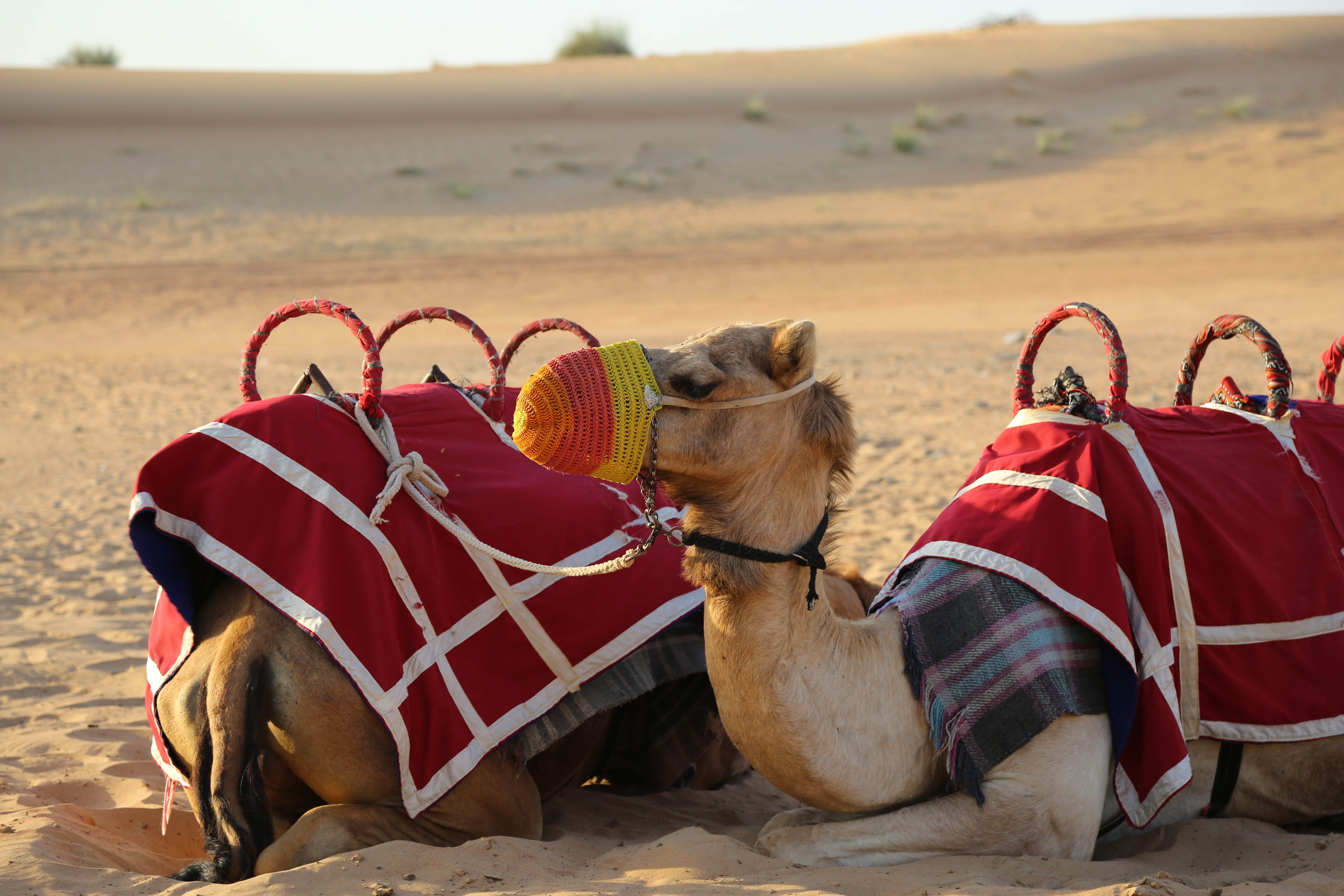 Desert, 5K, safari, focus on foreground, domestic, working animal, nature, outdoors, bridle, desert, one animal, mammal, animal themes, domestic animals, HD Wallpaper