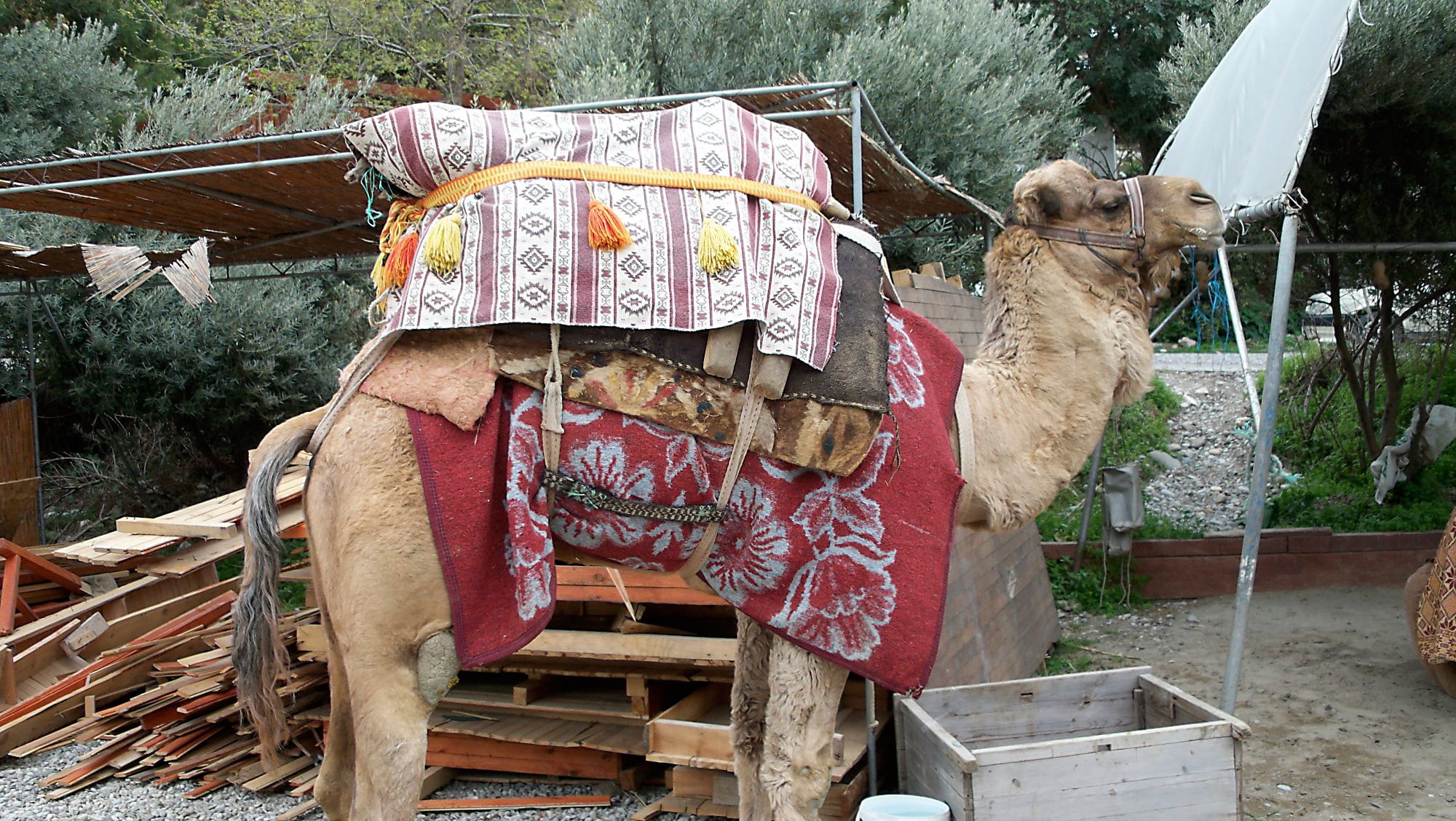 growth, land, safari, transportation, abandoned, plant, nomad, dromedary, one animal, desert, built structure, turkey, animal representation, wood - material, HD Wallpaper
