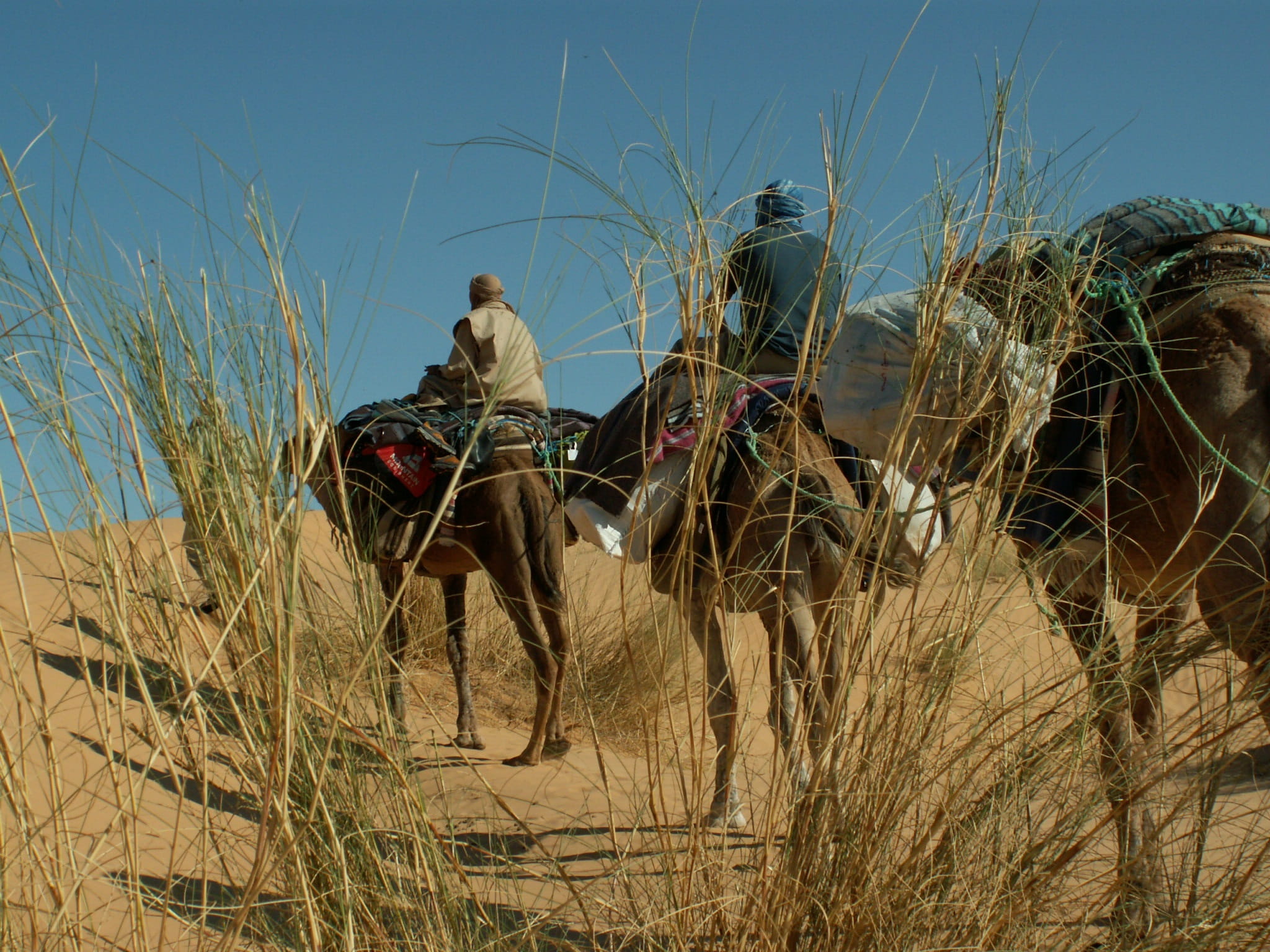 mode of transportation, men, nomad, pets, outdoors, sand, transportation, animal wildlife, Desert, mammal, grass, travel, camel riders, Dromedary, Camel, HD Wallpaper